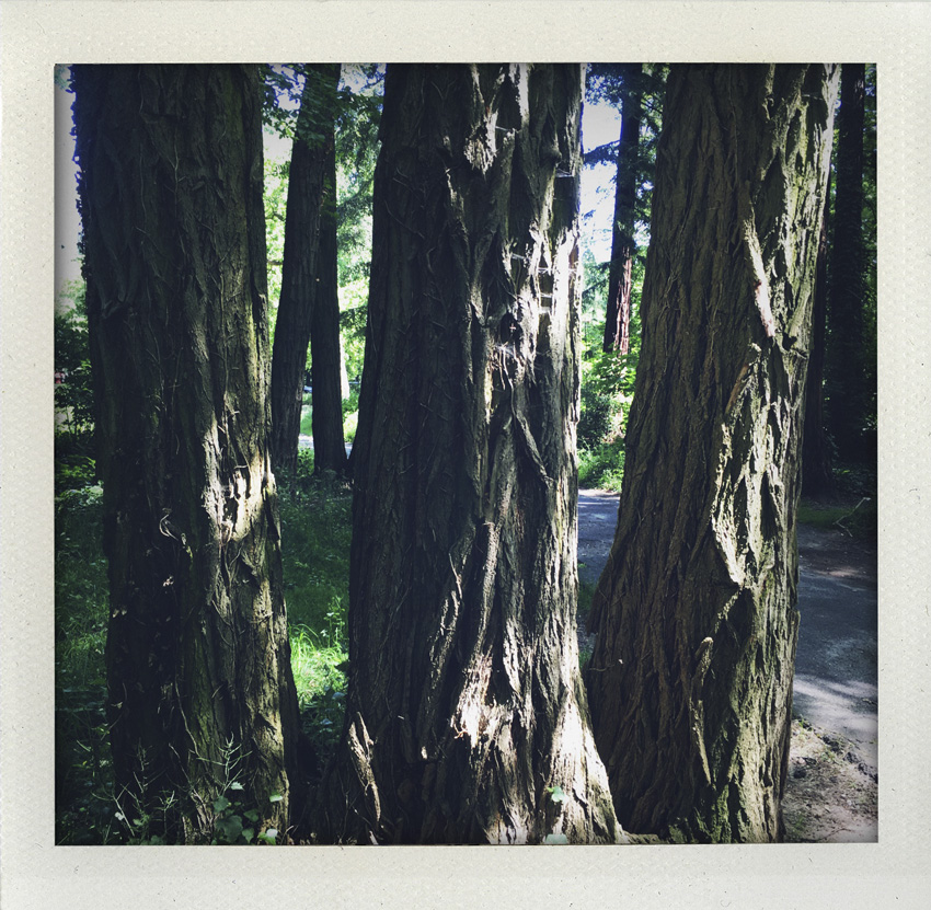 17 Mai 2020 Into the woods