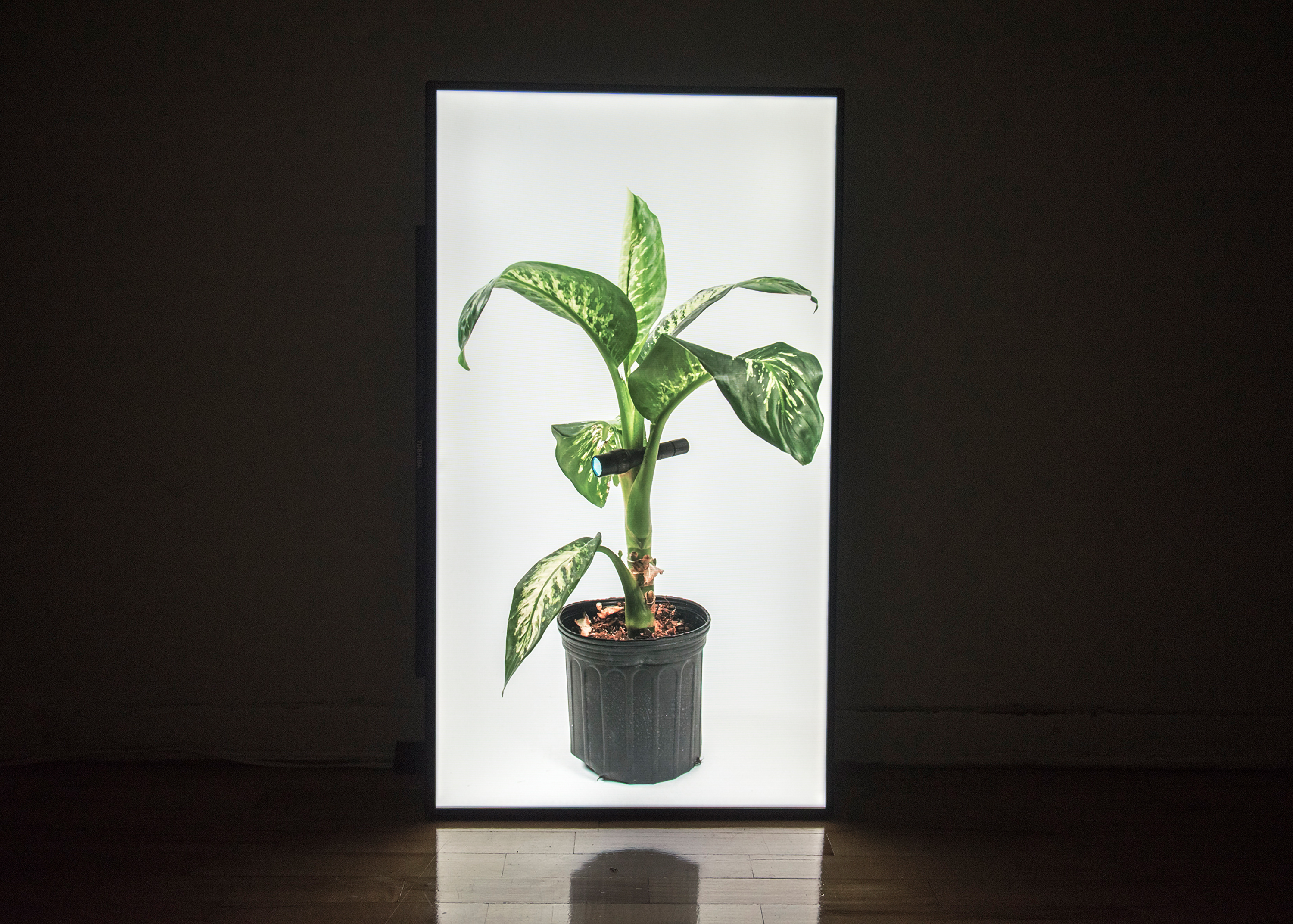 2017 |  Stem is to Leaf