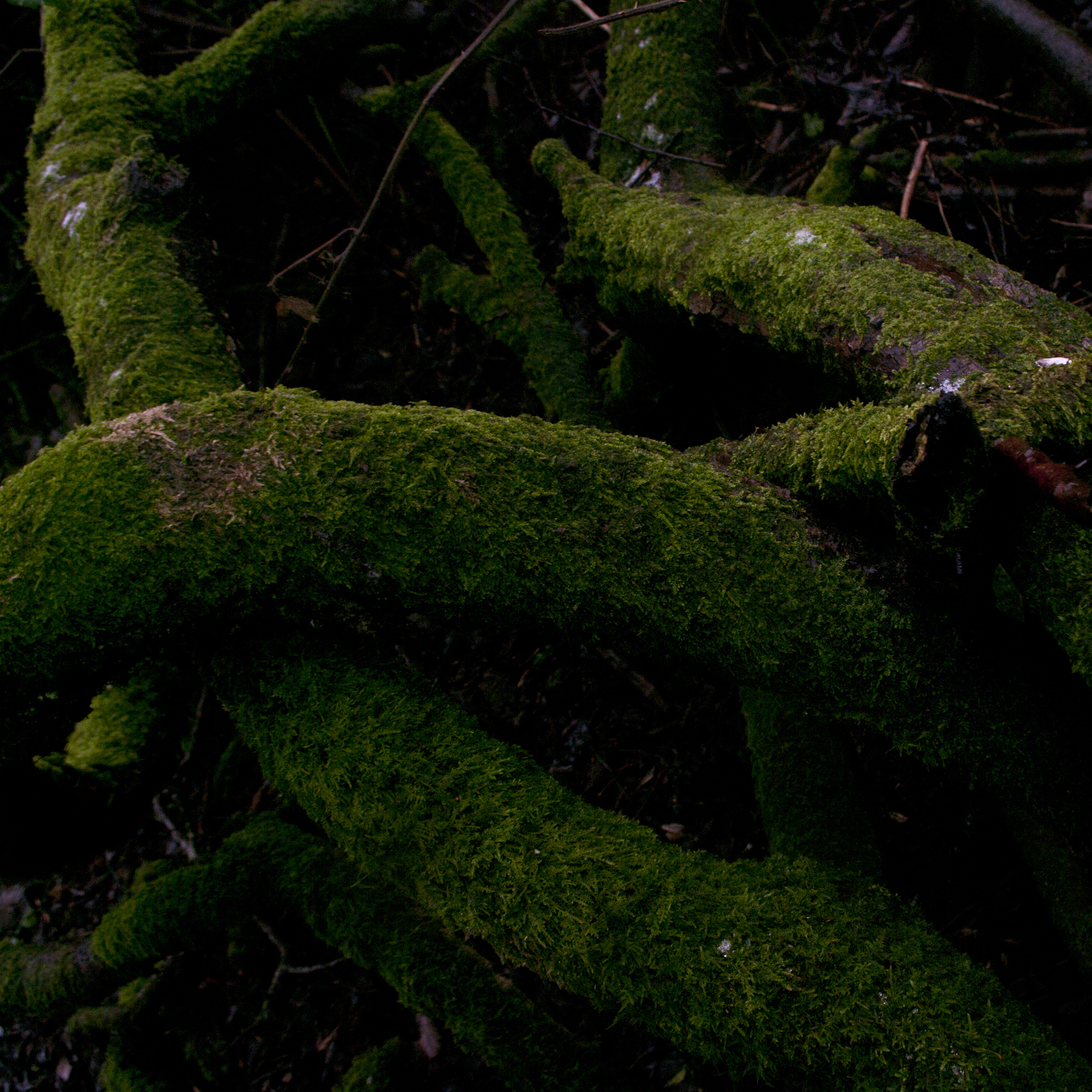 Bryophyta