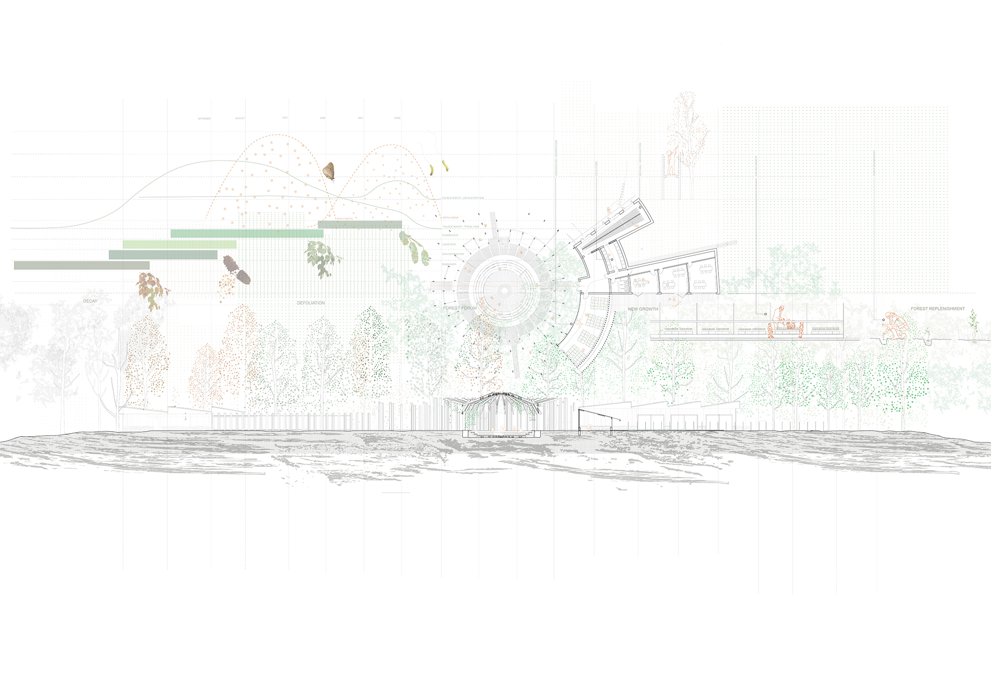 Cycles of the Forest