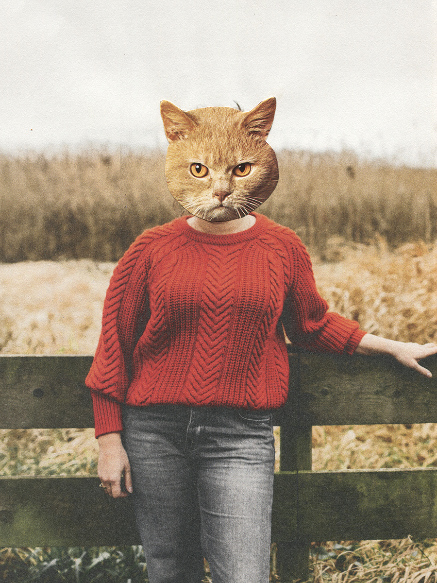 Angry Cats
