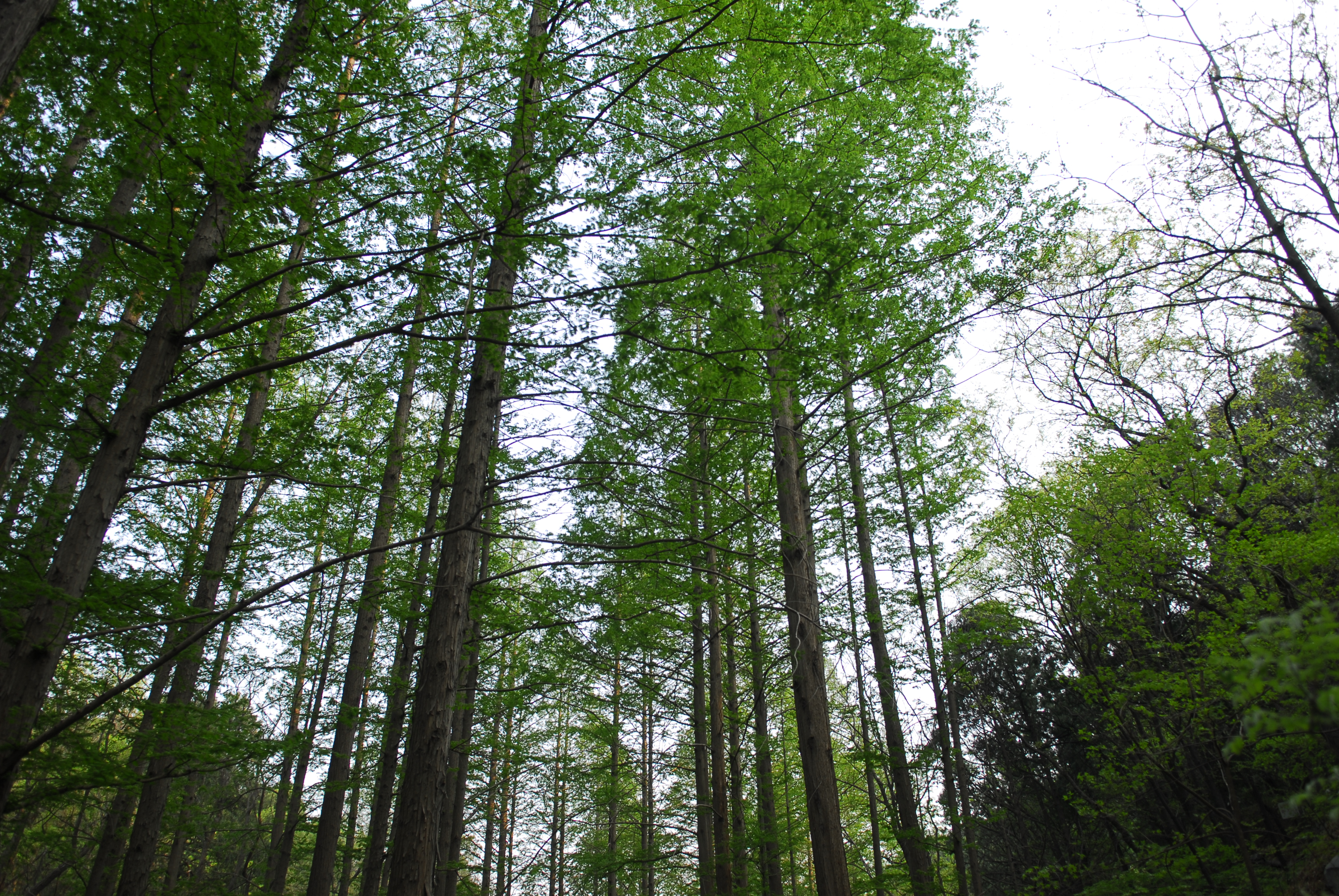 Red Wood of Cherry vale 樱桃沟的水杉林 Taken in May 2013, Beijing Botanical Garden 拍摄于2013年5月，北京植物园