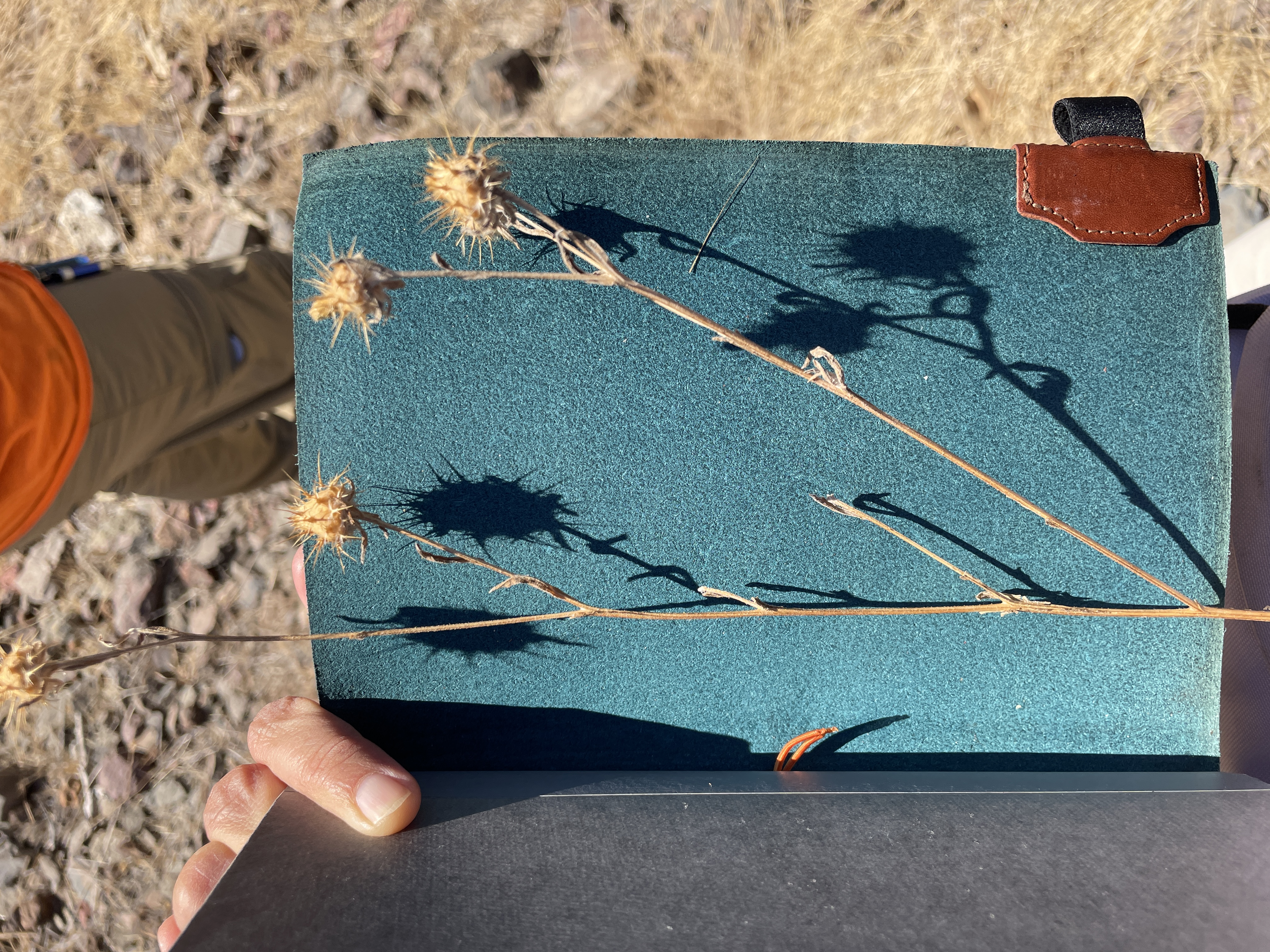 maltese star thistle