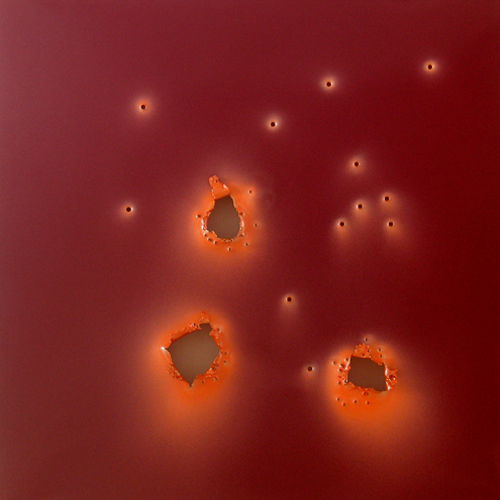 Polychromaculate #5, 2003, aluminum with gunshot, 42x42 in