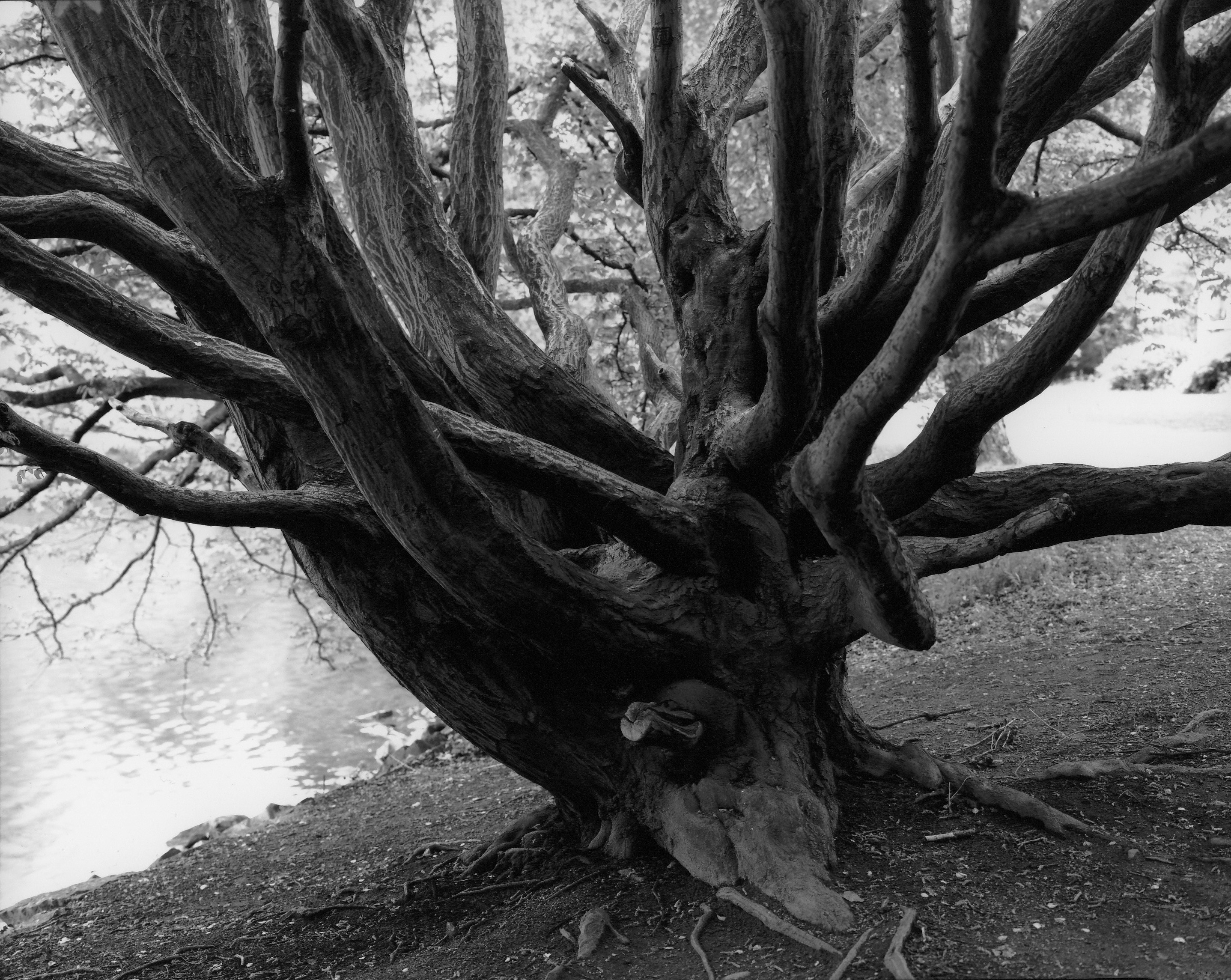 Tree of Young Love, Djurgarden Park, Stockholm, 2004