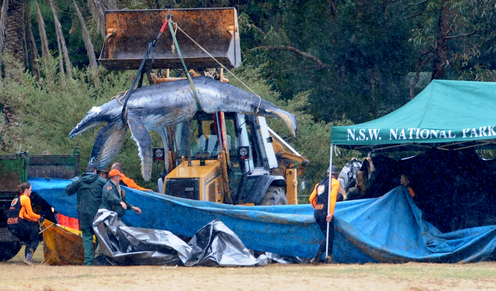 National Parks and Wildlife Service (NPWS) experts load a orphaned humpback whale calf, affectionately called "Colette," onto a truck after putting her down at Pittwater 2008