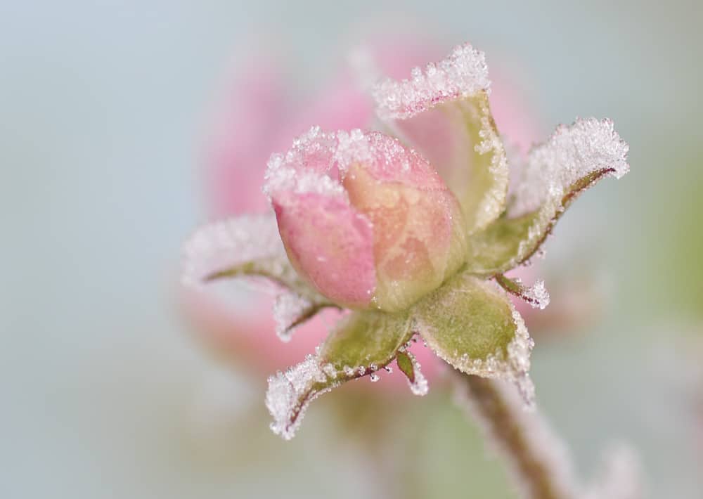Nr. 127 Röschen im Spitzenkleid