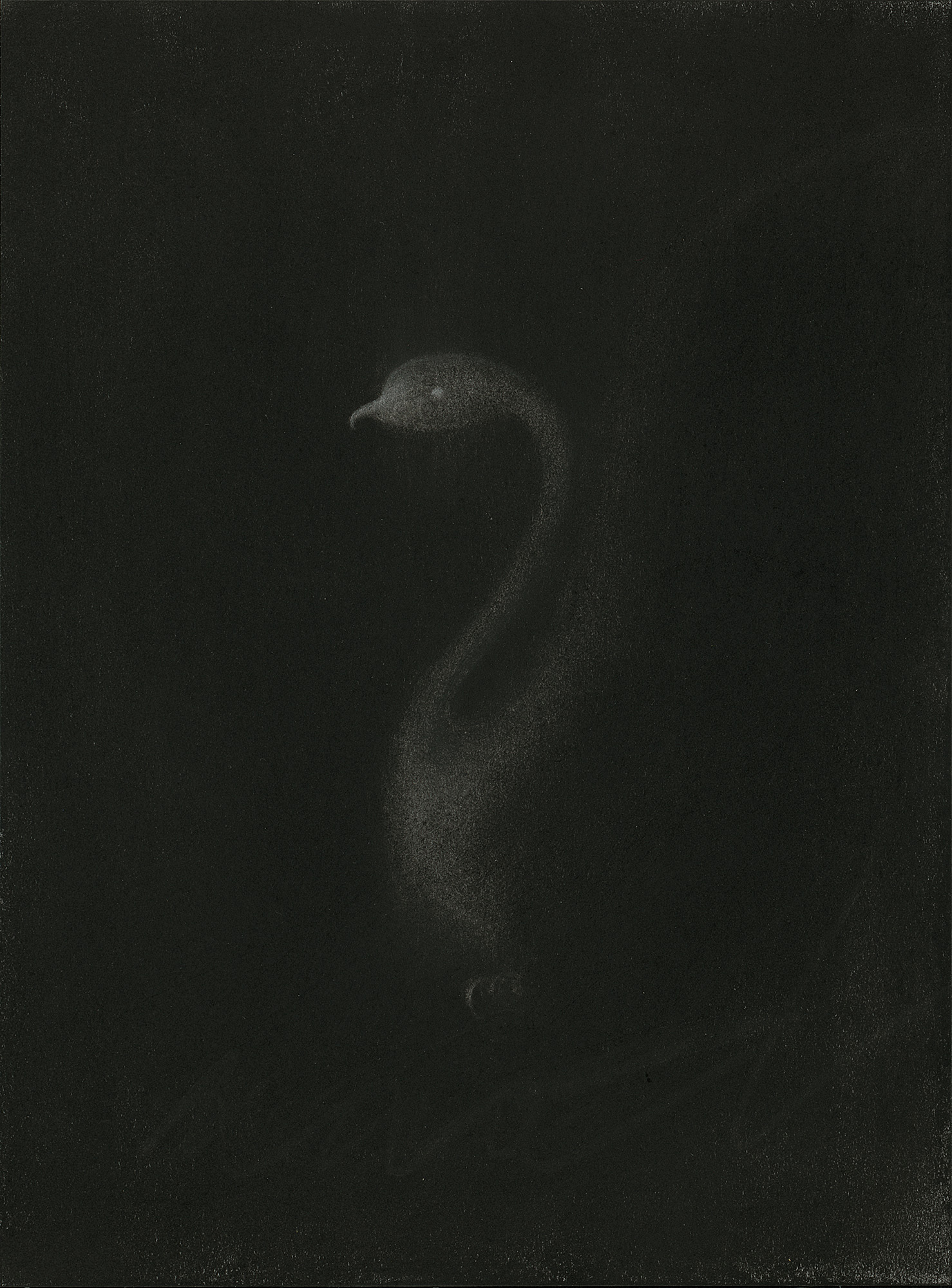  Swan, 2019, charcoal on paper, 30.5x22.9