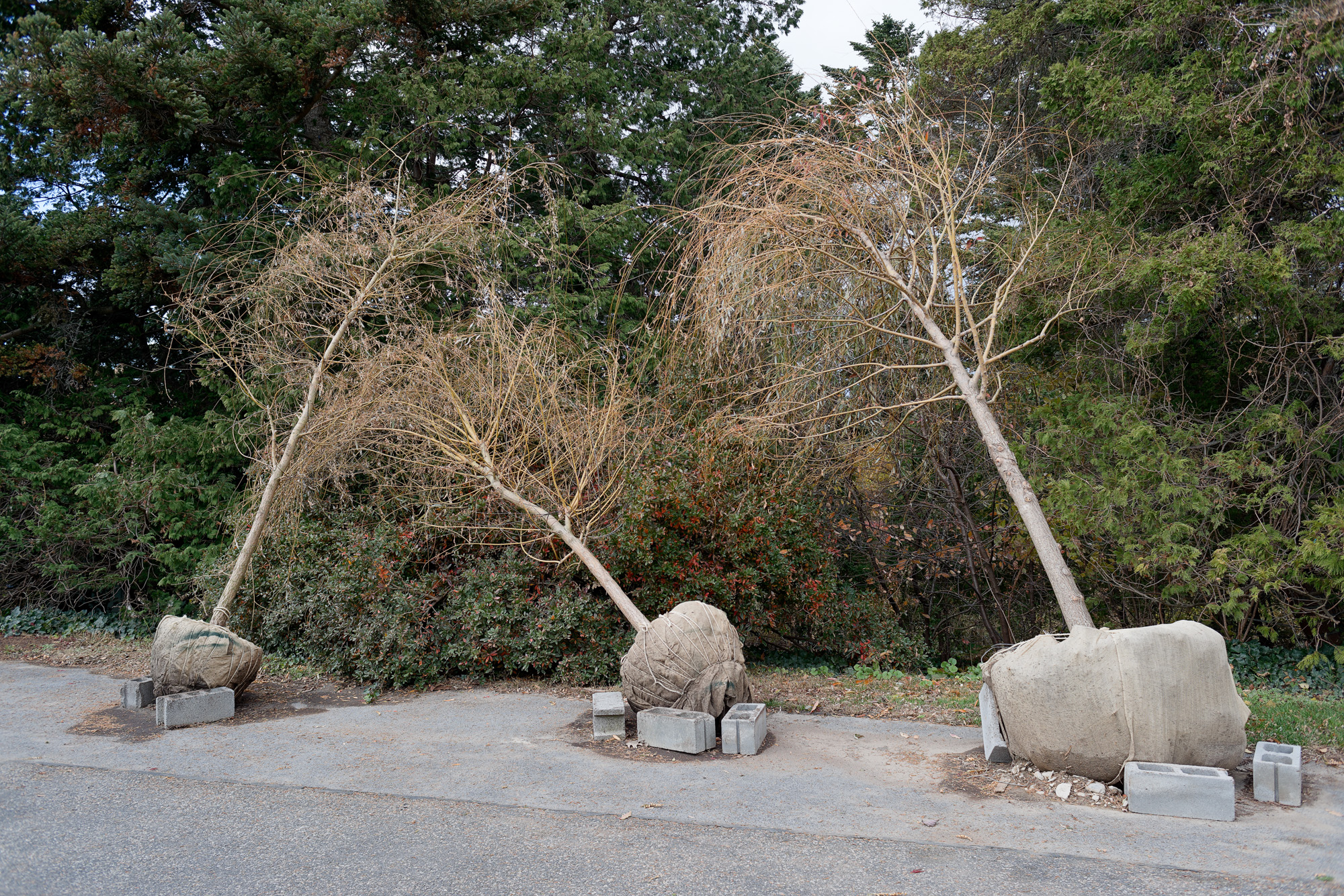 "Pietá"  40"x60" archival inkjet print