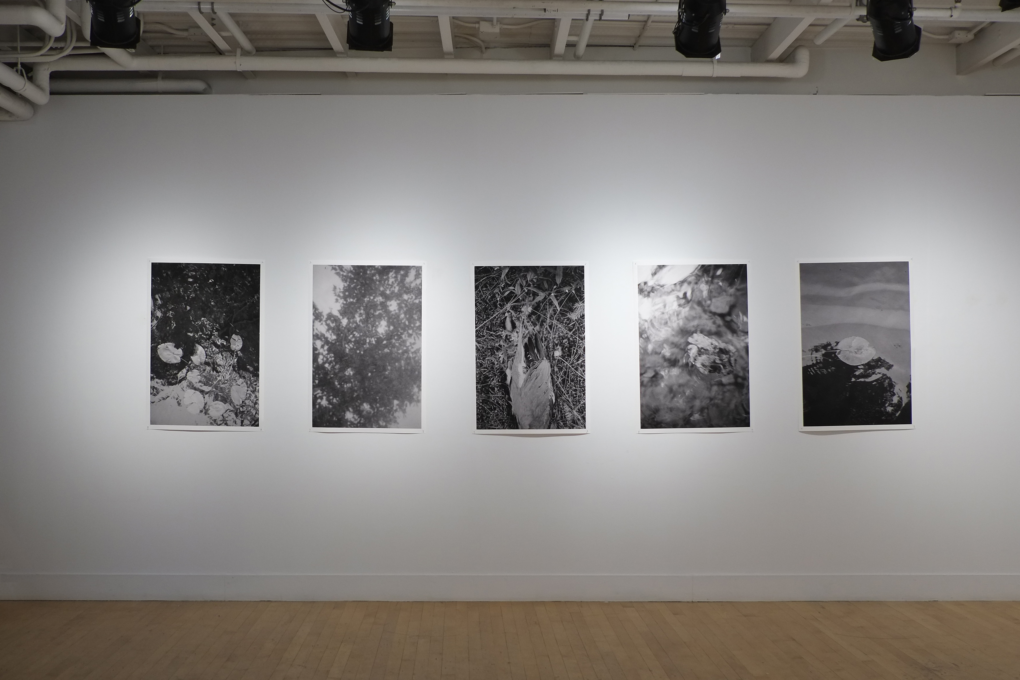 'Tant qu'il y aura des oiseaux', Serres (Open Studio) : Vue d'installation / Installation view, VU centre d'artistes autogéré, Québec, Qc