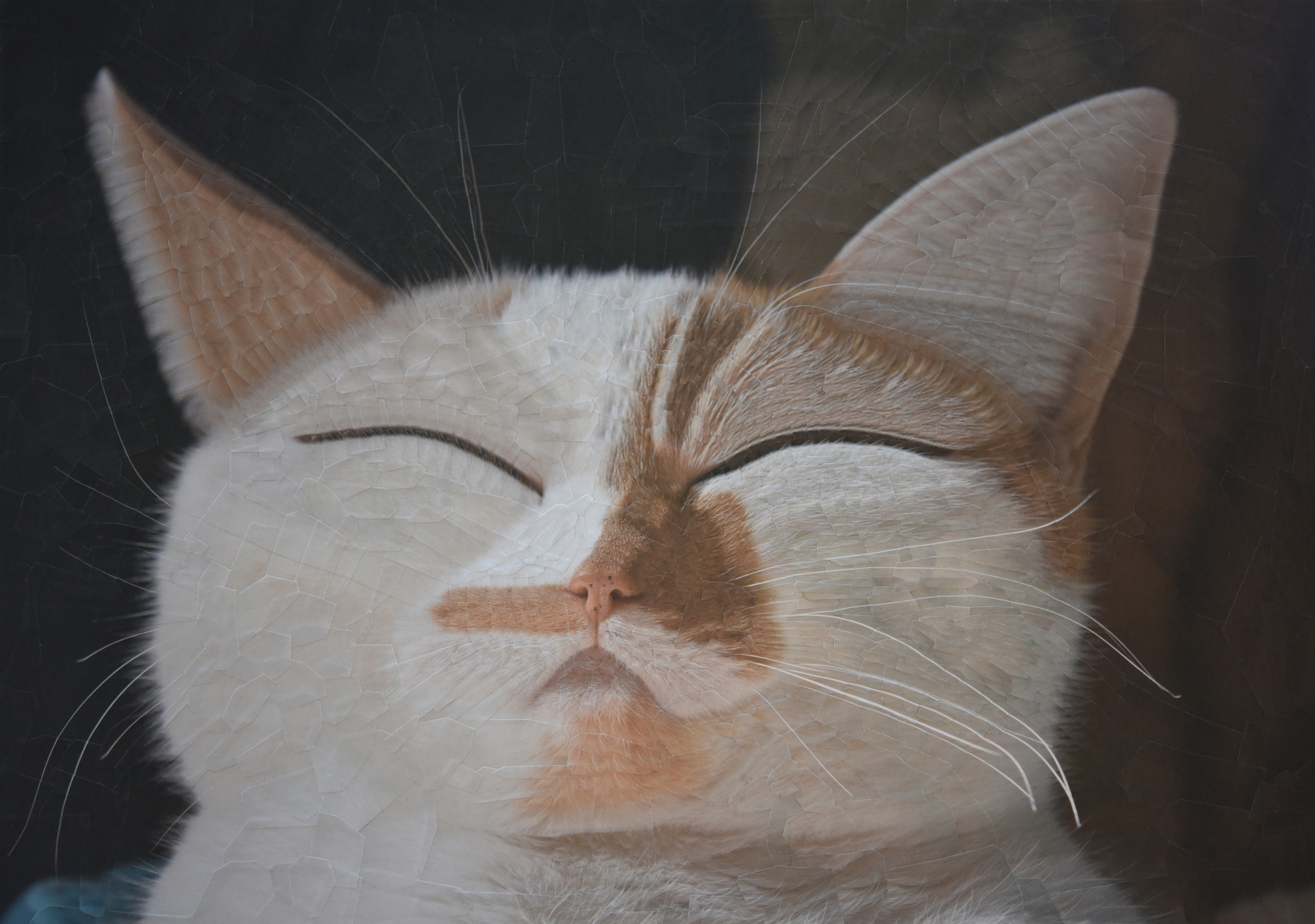 Charlie XVIII so sleepy, 2019,  16.5 x 11.5 inches