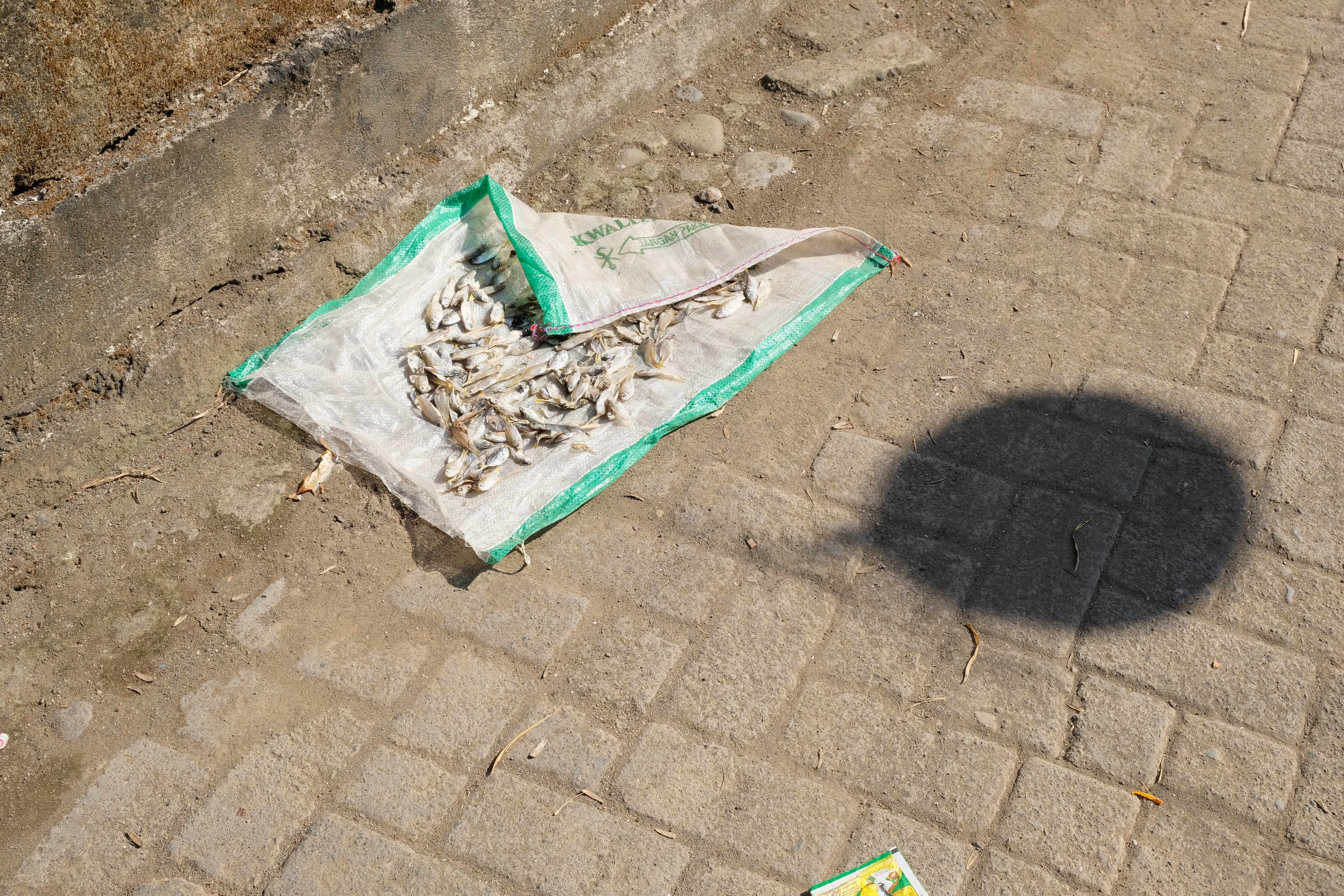 Drying fish on the side of the road