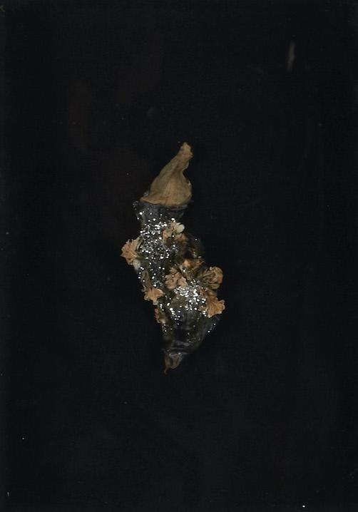 Peau de fleurs [l'insecte] (détail), 2019 gélose moulée dans une barquette de frites, Millepertuis perforé, Misère, paillettes, 20 x 15 cm. Collection privée.