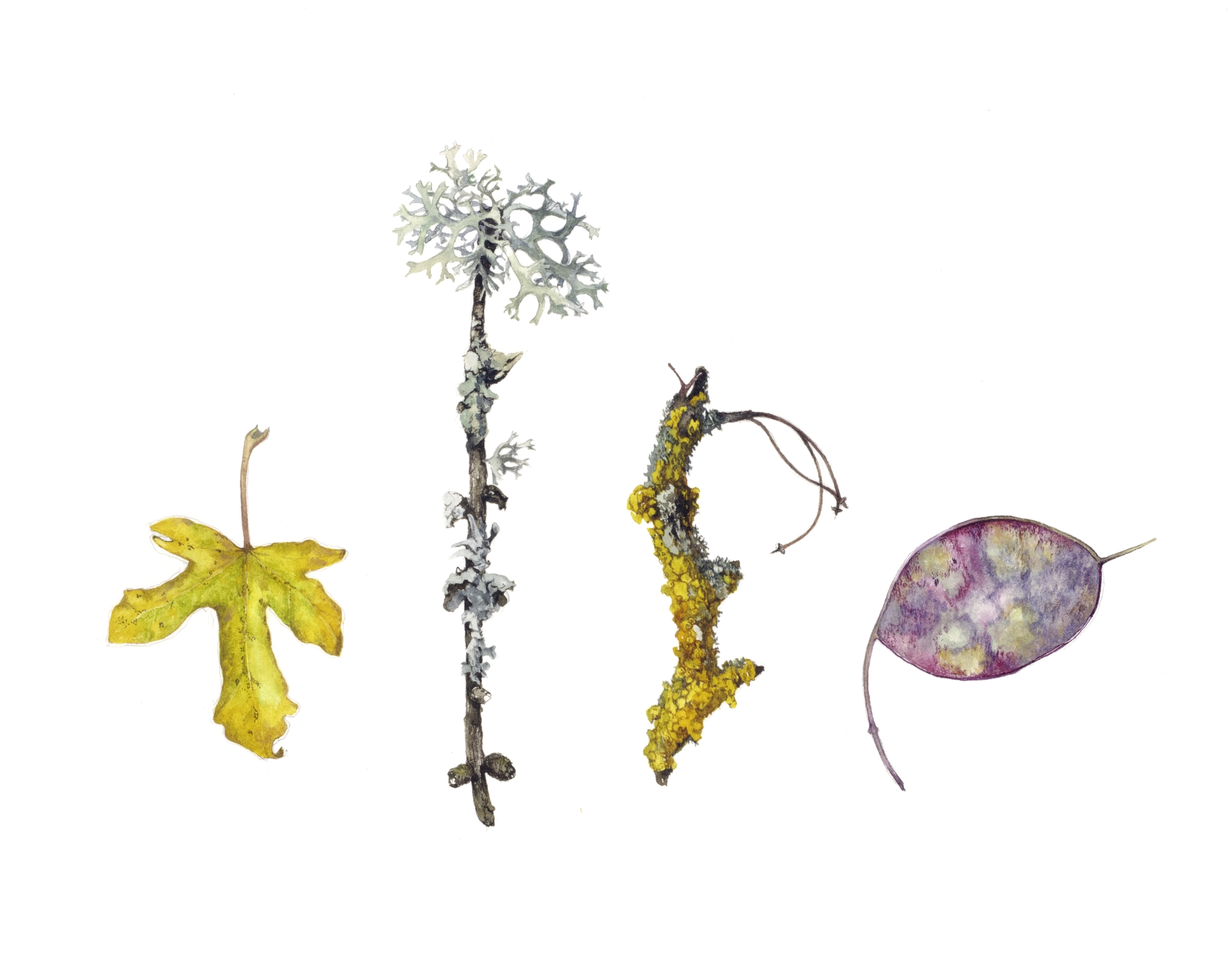 Hedgerow treasures with lichen