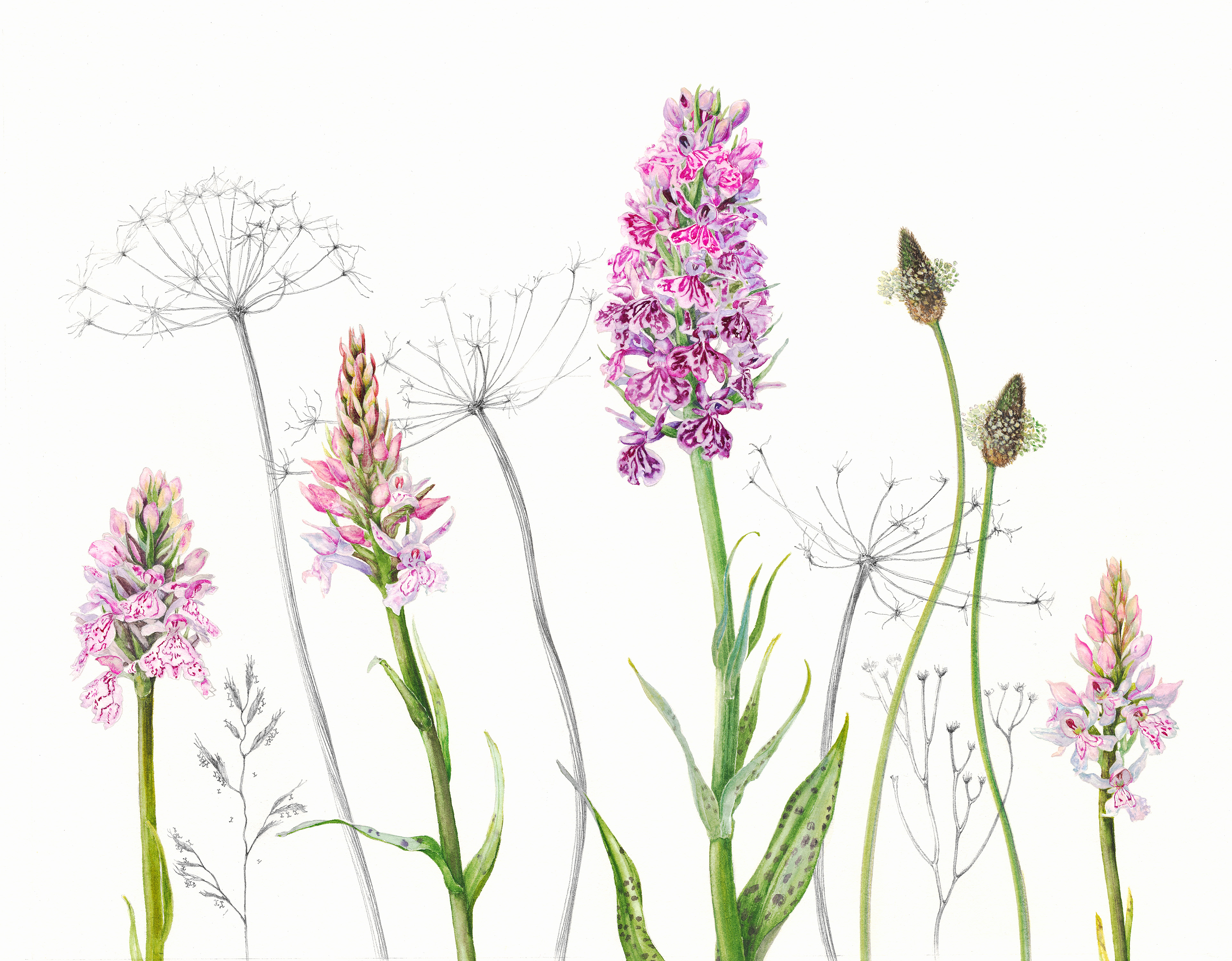 Orchid and plantains