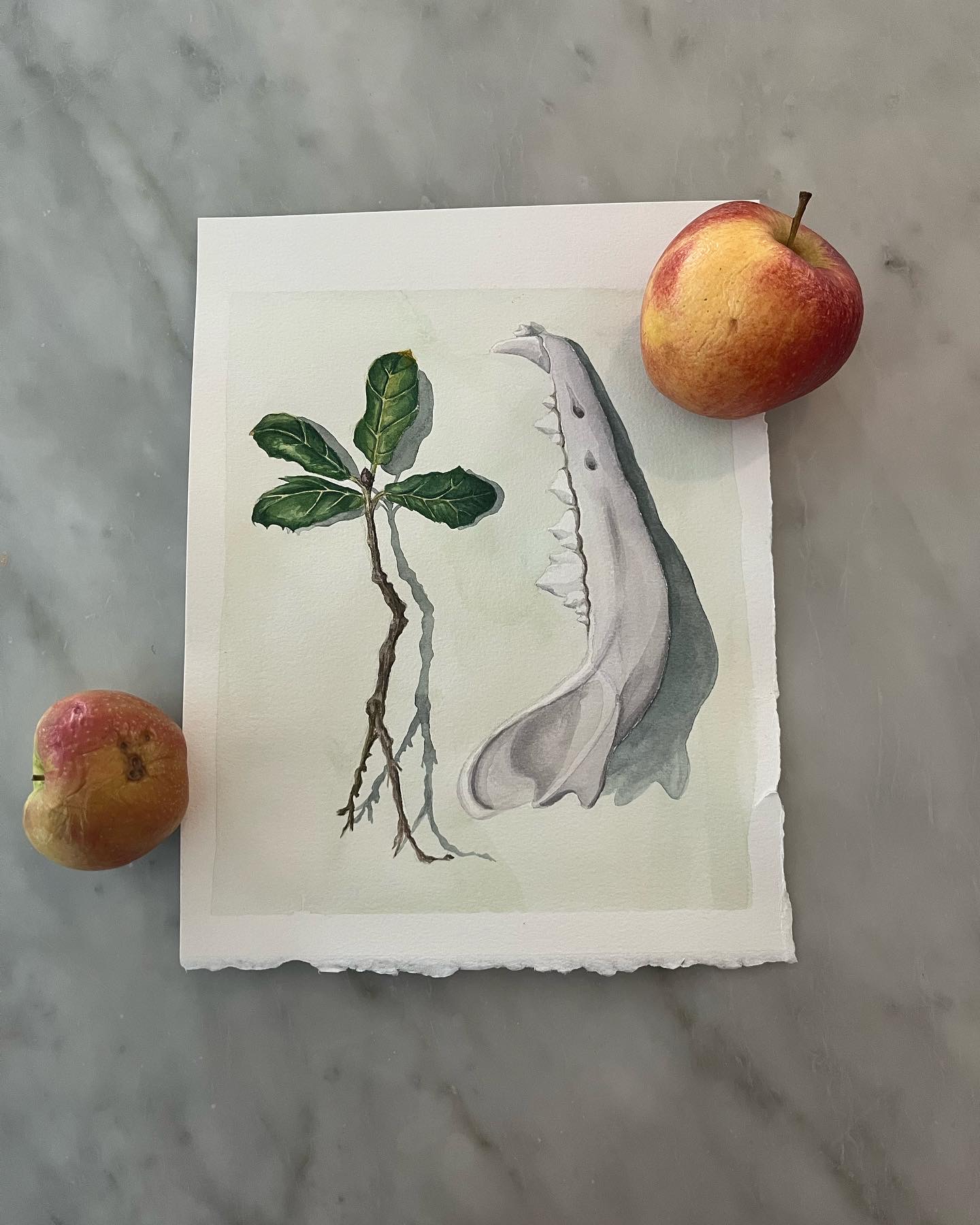 Native California oak and coyote jaw; grocery store apples
