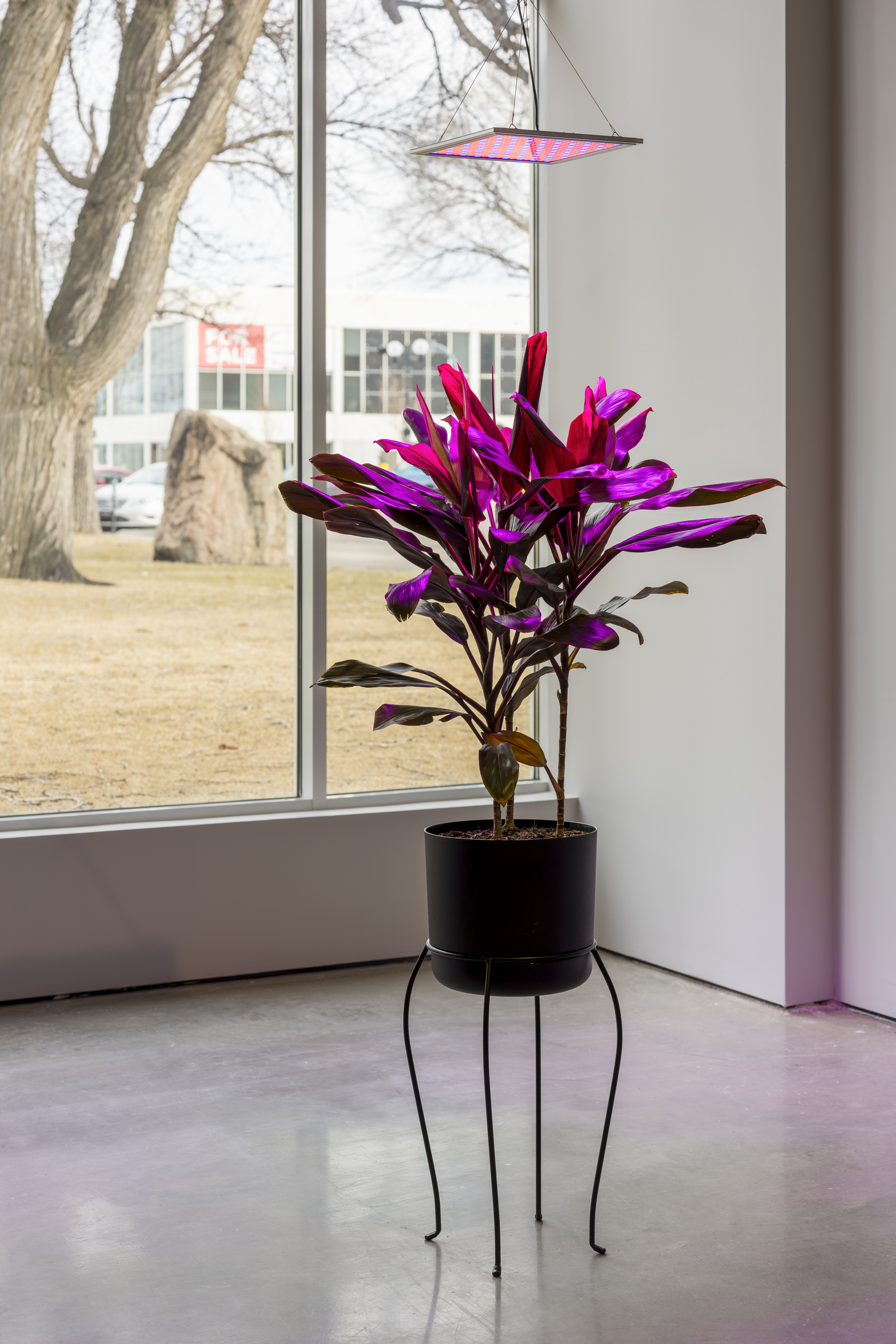 "St. Mary’s", Cordyline fruticosa, plant stand, LED daylight lamp, 2020.