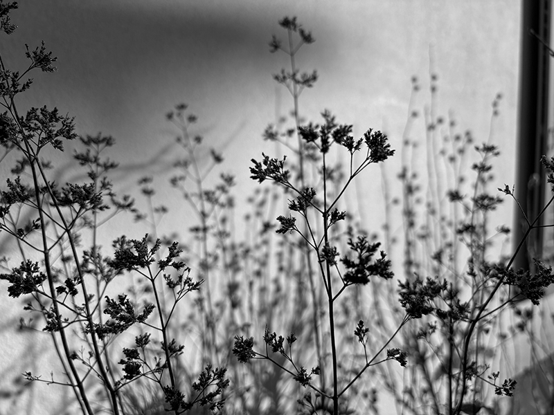 IM SCHATTEN DES LICHTS  von Vivien Mühlethaler