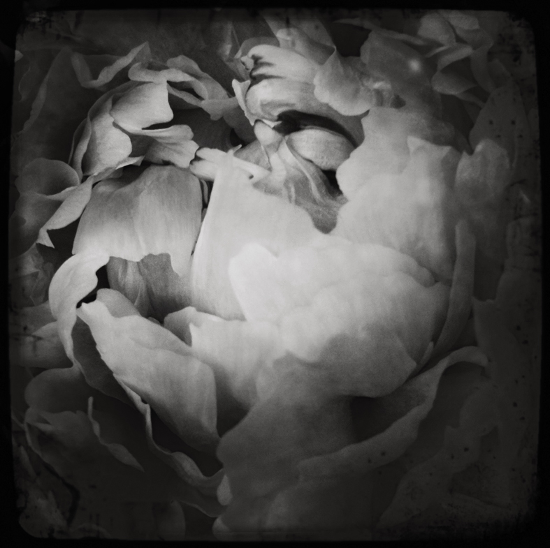  PEONY I