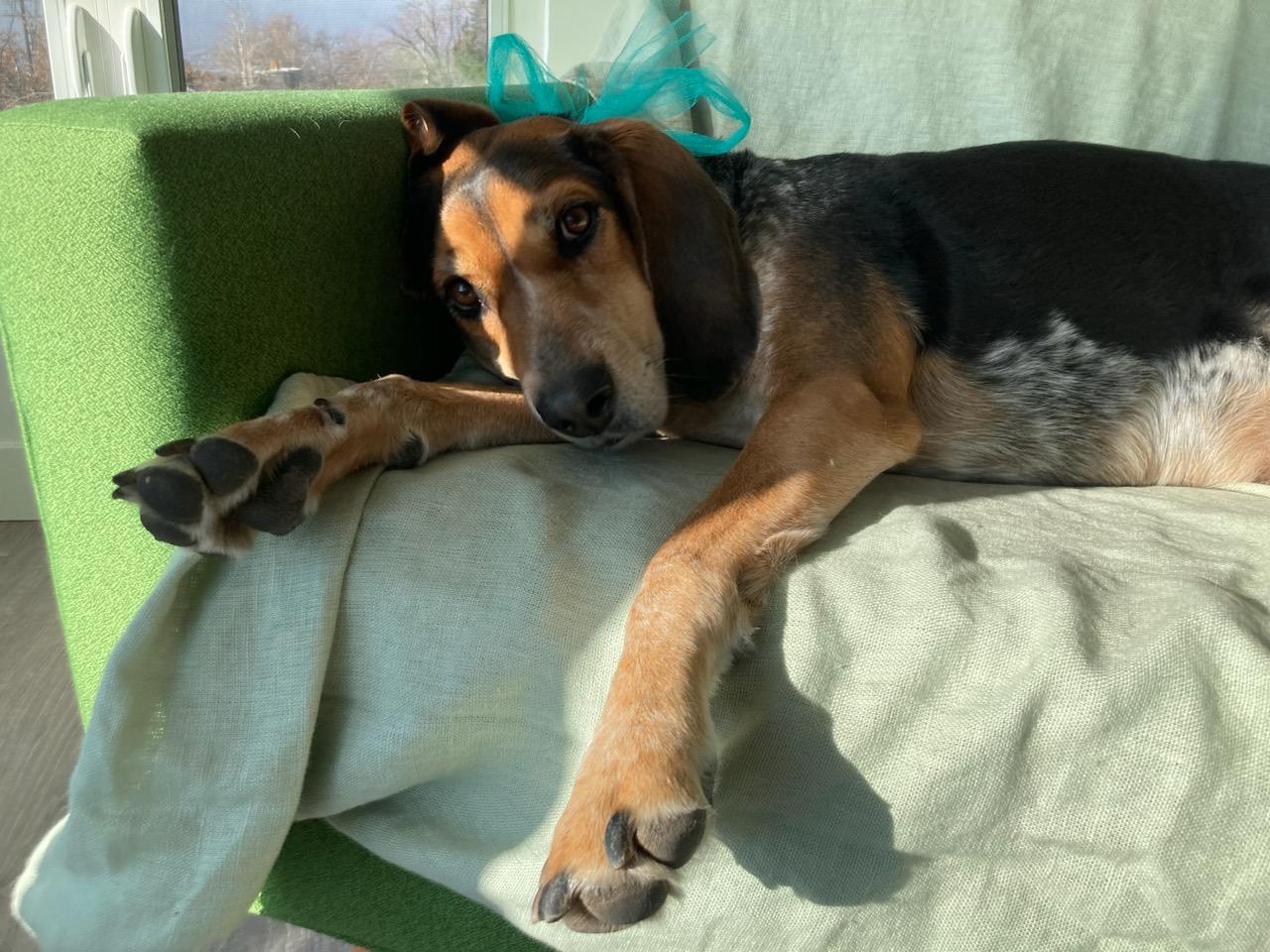 Sissybow - Happy Houndilays!