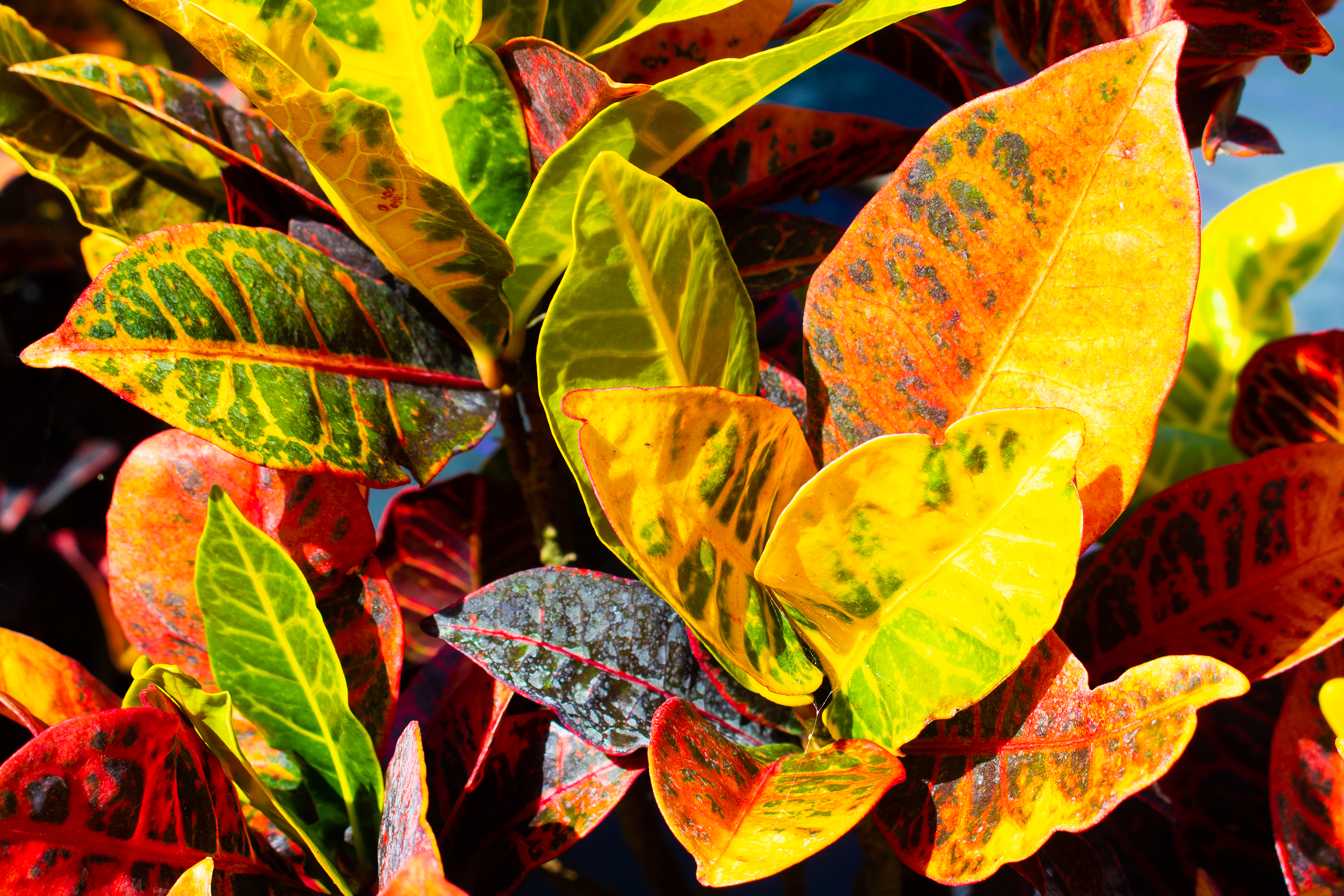 Outdoor Plants, Gardening and Fruits