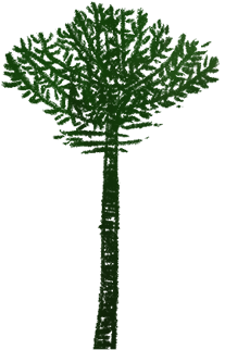 A drawing of an araucaria tree