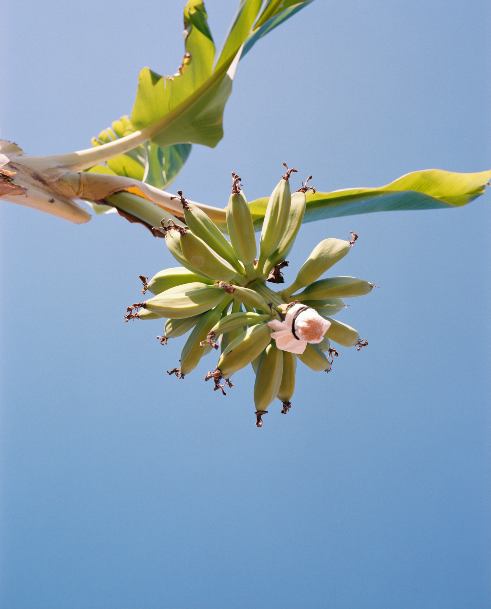 Bananas (with bandage), 2020