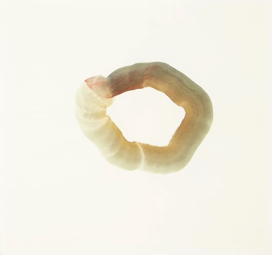 Série Cosmos [détail], 2013-2017Aquarelle sur papier, 37 x 27 cm 