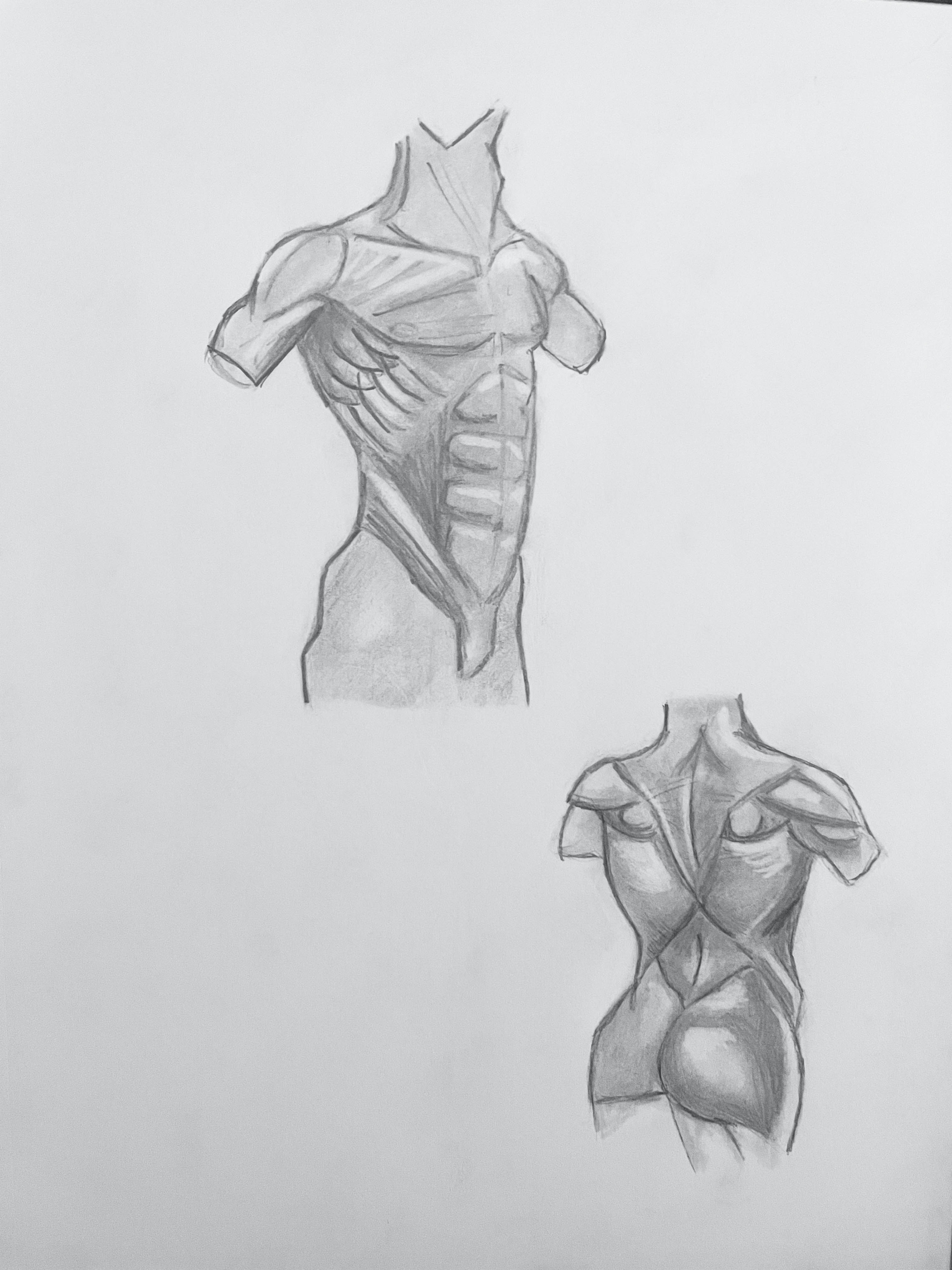 20 Minute sketch A front and back view of the male torso.  Drew to understand the muscular system.  Shading was used to illustrate where light normally reflects off of the skin.   