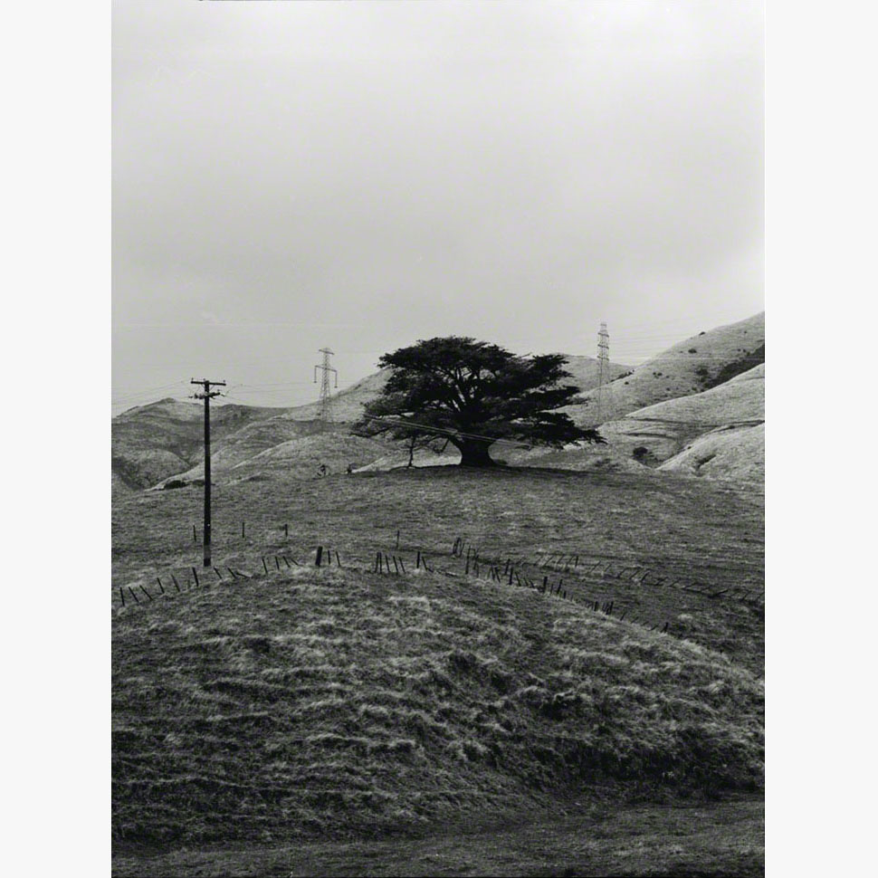 7/8Hesperocyparis macrocarpa, Ōhāriu, 2000 (001002_043b)