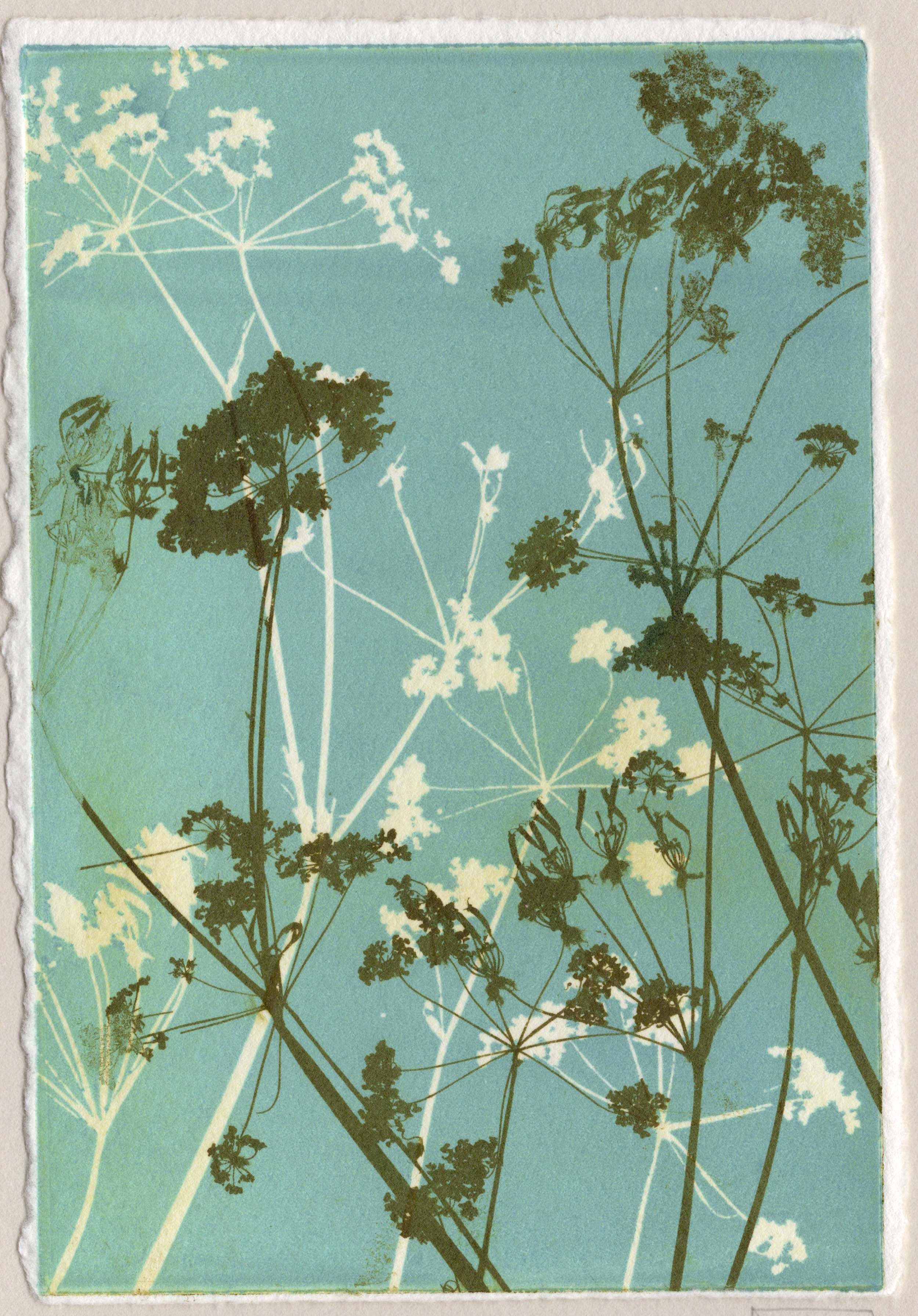 Cow parsley 5