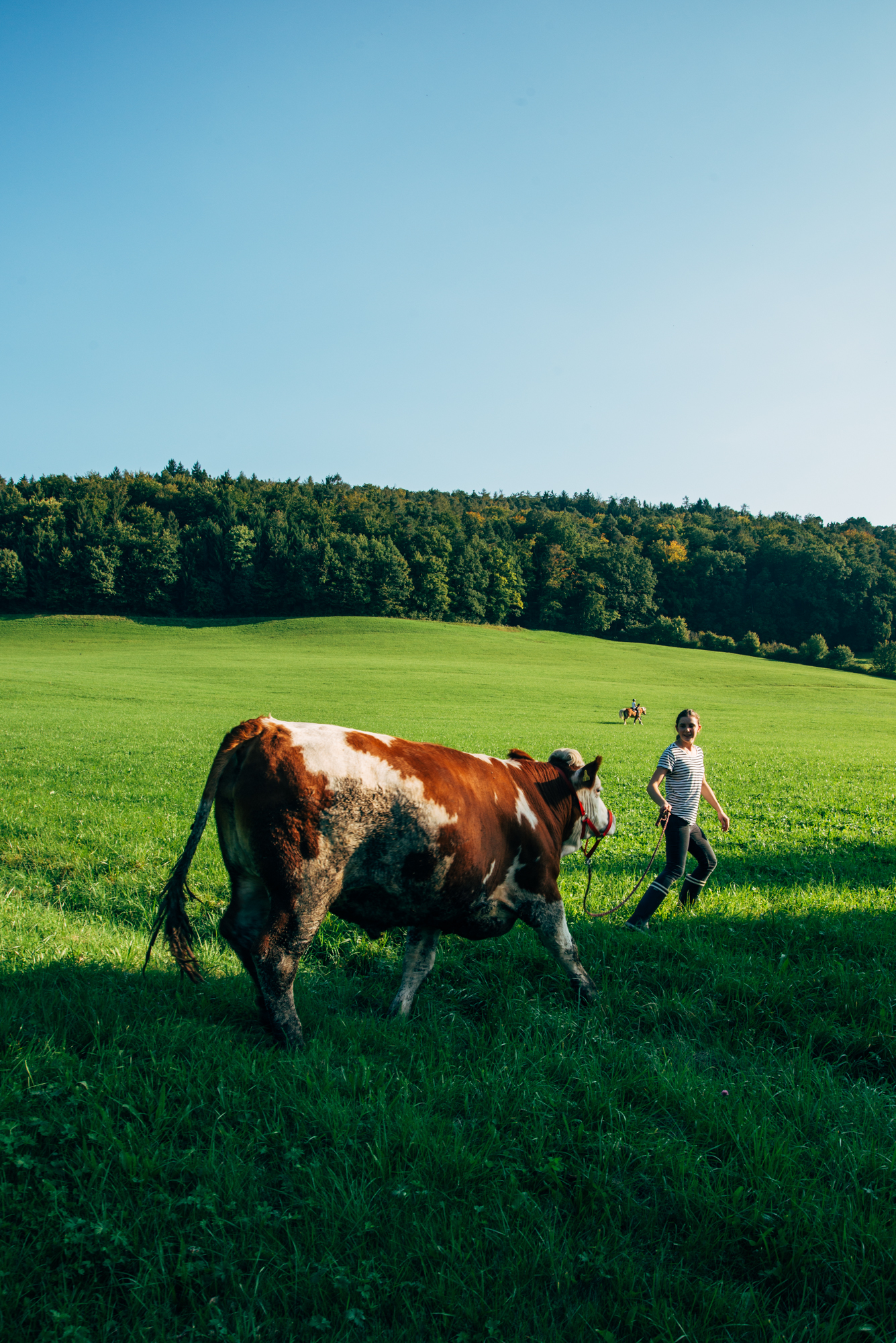 Hannah Entenmann aus Berglen bei Stuttgart mit ihrem Ochsen Oskar