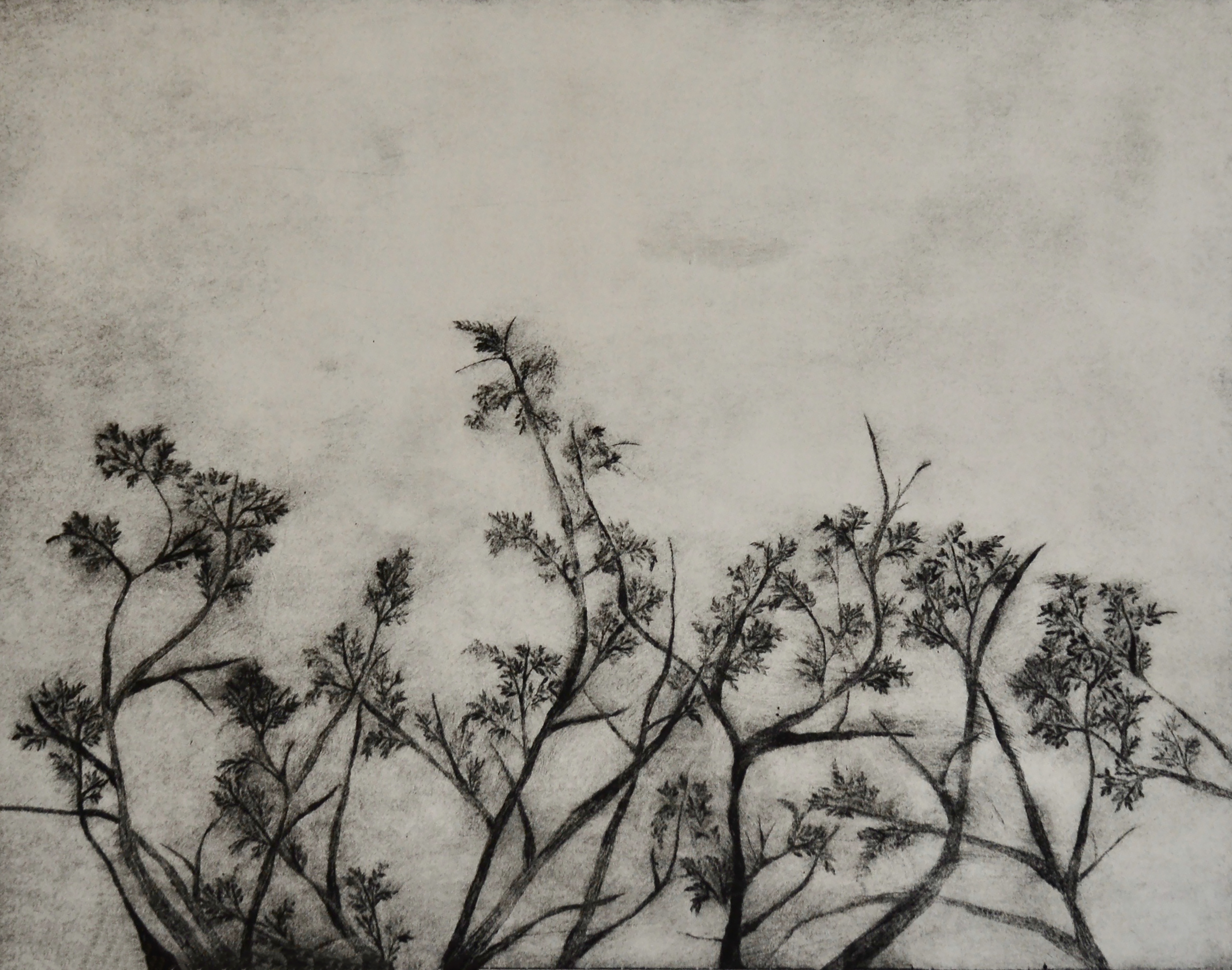 Chinaberry Tree, 2019, Drypoint etching, 40x30 cm 