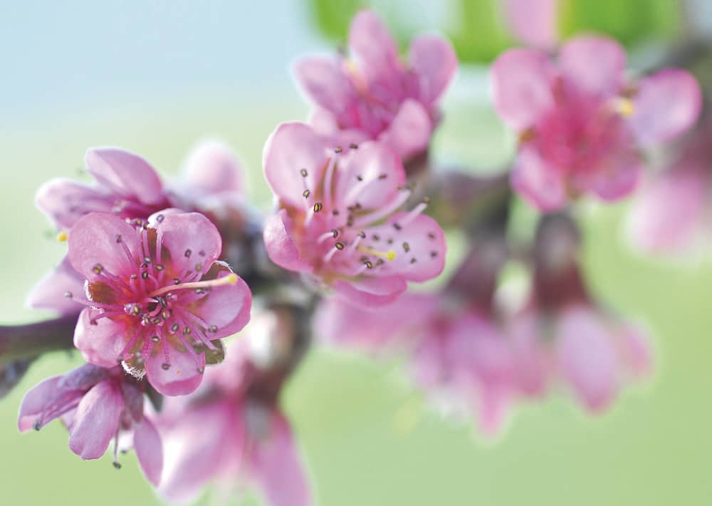 Nr. 093 Pfirsichblüte