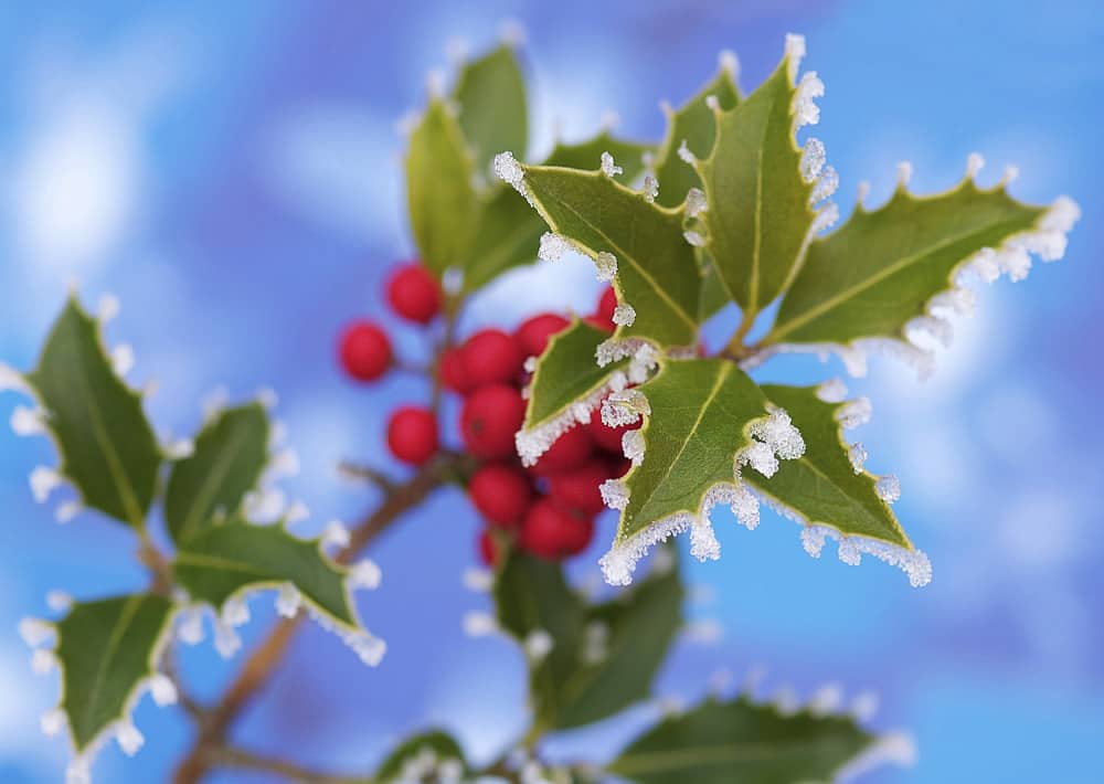 nicht lieferbar, Stechpalme im Spitzenkleid