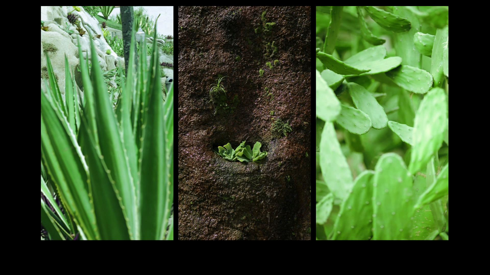 2014, BETWEEN THE STREET AND THE HILL, A GARDEN. Video installation, 30min. Film still. © Barbara Marcel