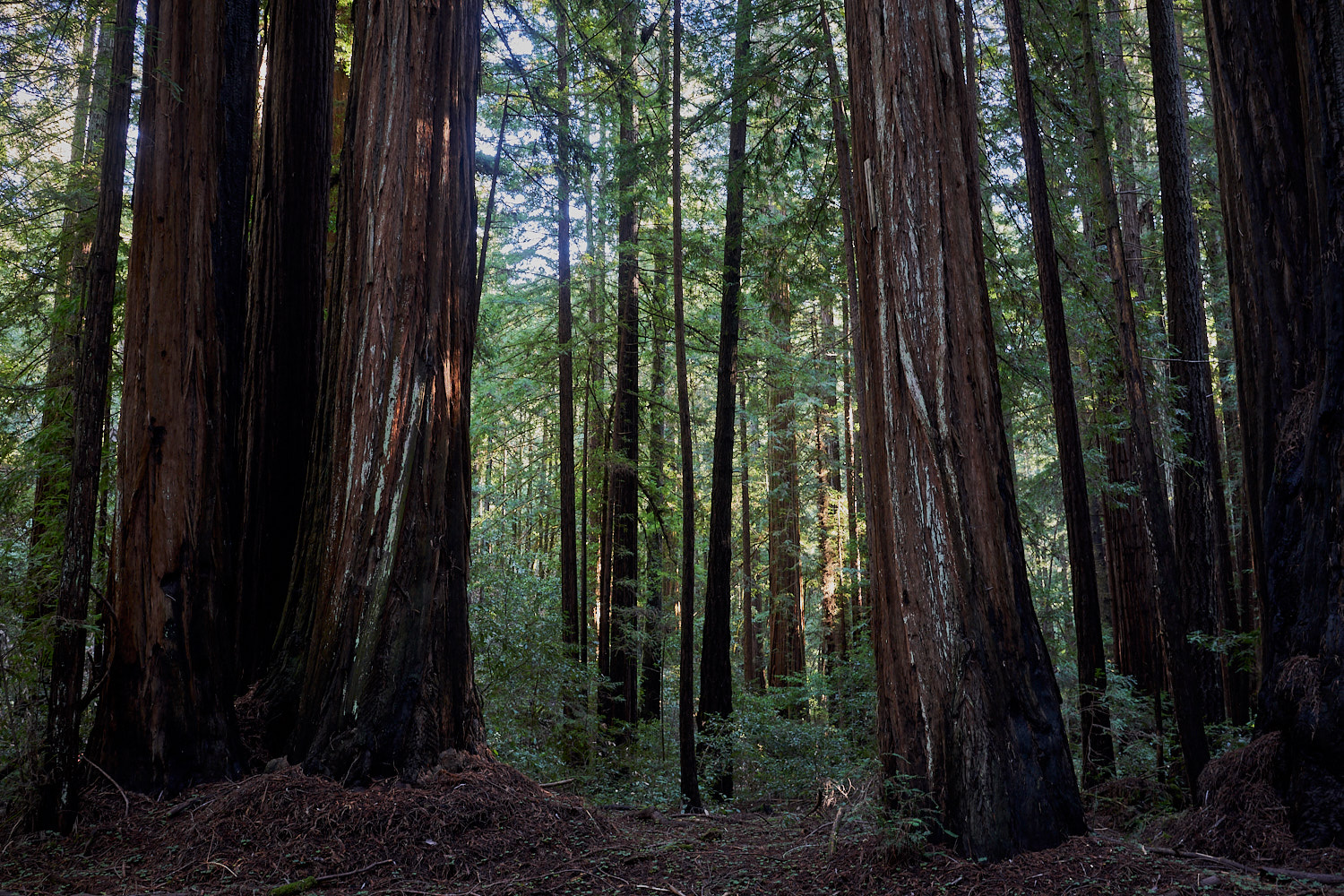 2019 Armstrong Redwoods State Natural Reserve California