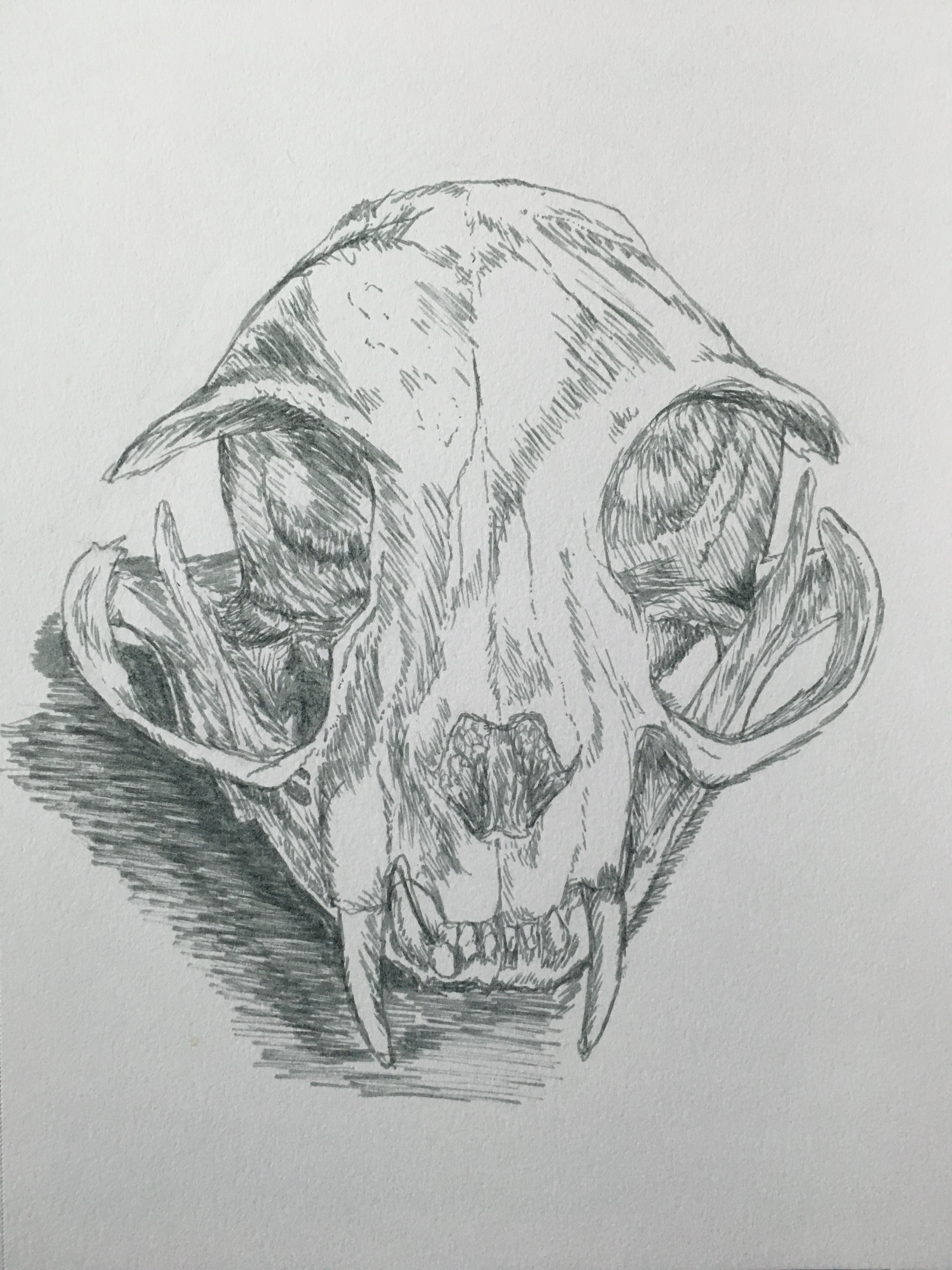 Day 22: Cat Skull // Skulltober