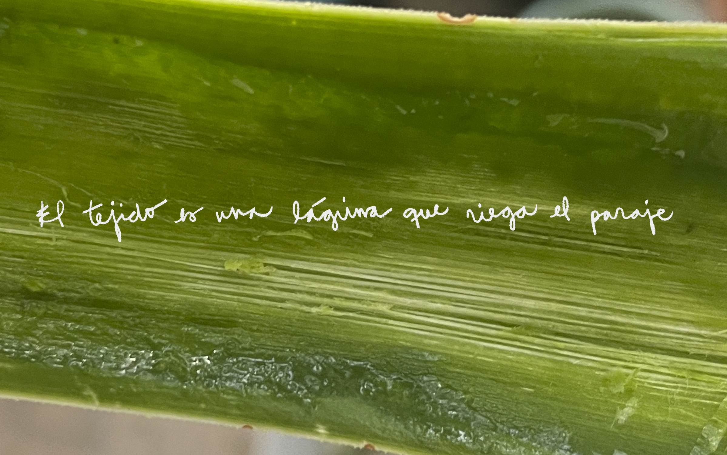 El tejido es una lágrima que riega el paraje__Jóvenes Creadores 2024