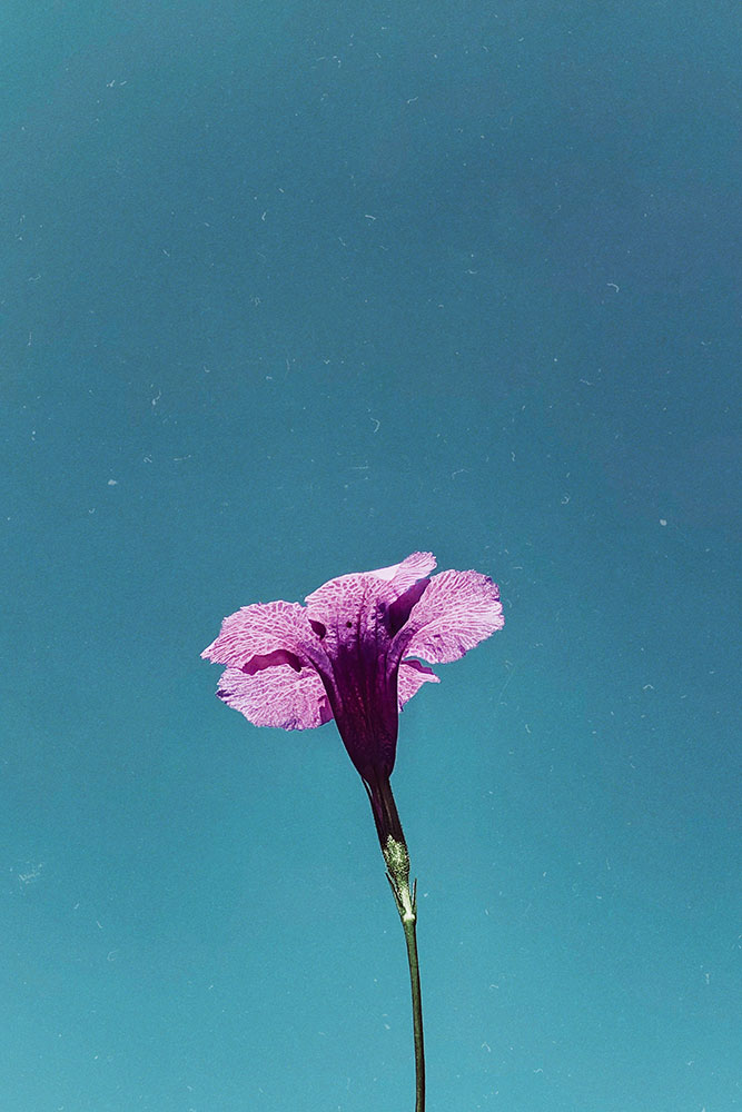 original image by Ohmky