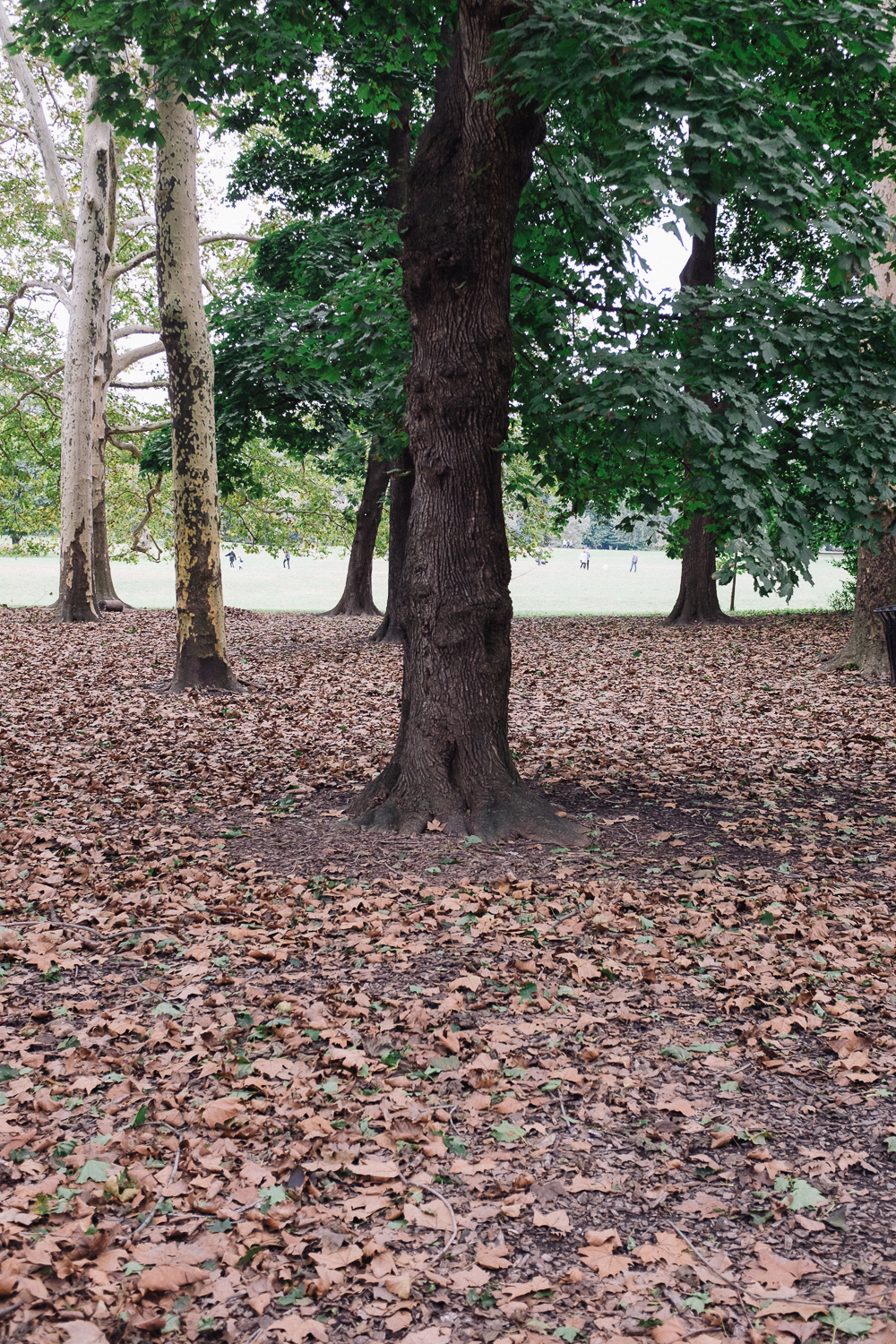 18/10/14 Prospect Park, Brooklyn, New York