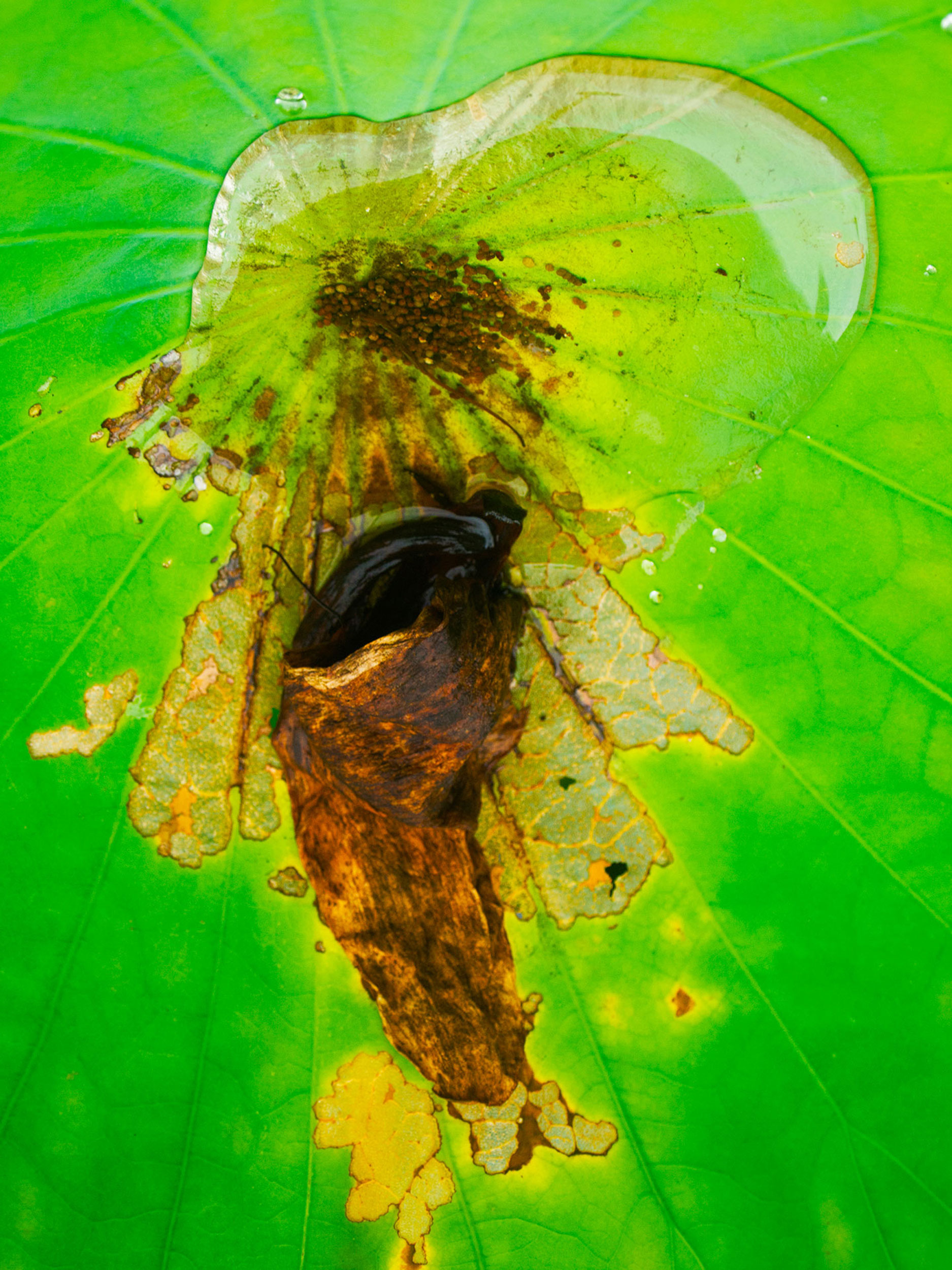  Lotus Kami, Archival Pigment Print, 17 X 22, Edition 1/10, 2017