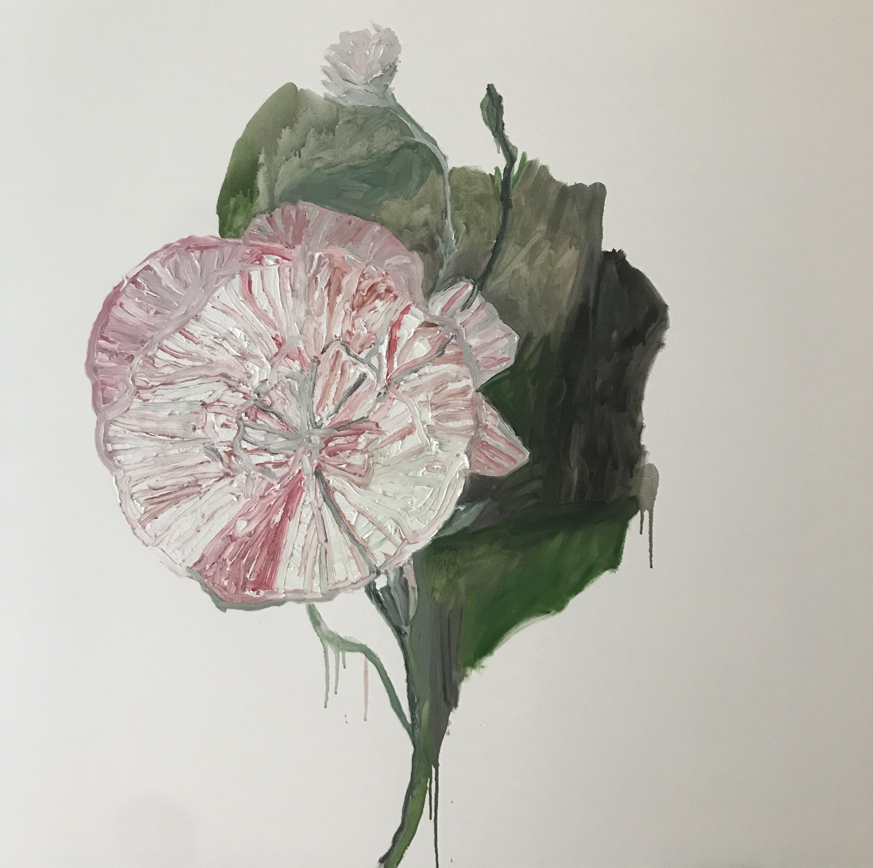 A Certain Dianthus, 2021, Oil on canvas, 48"x48" in
