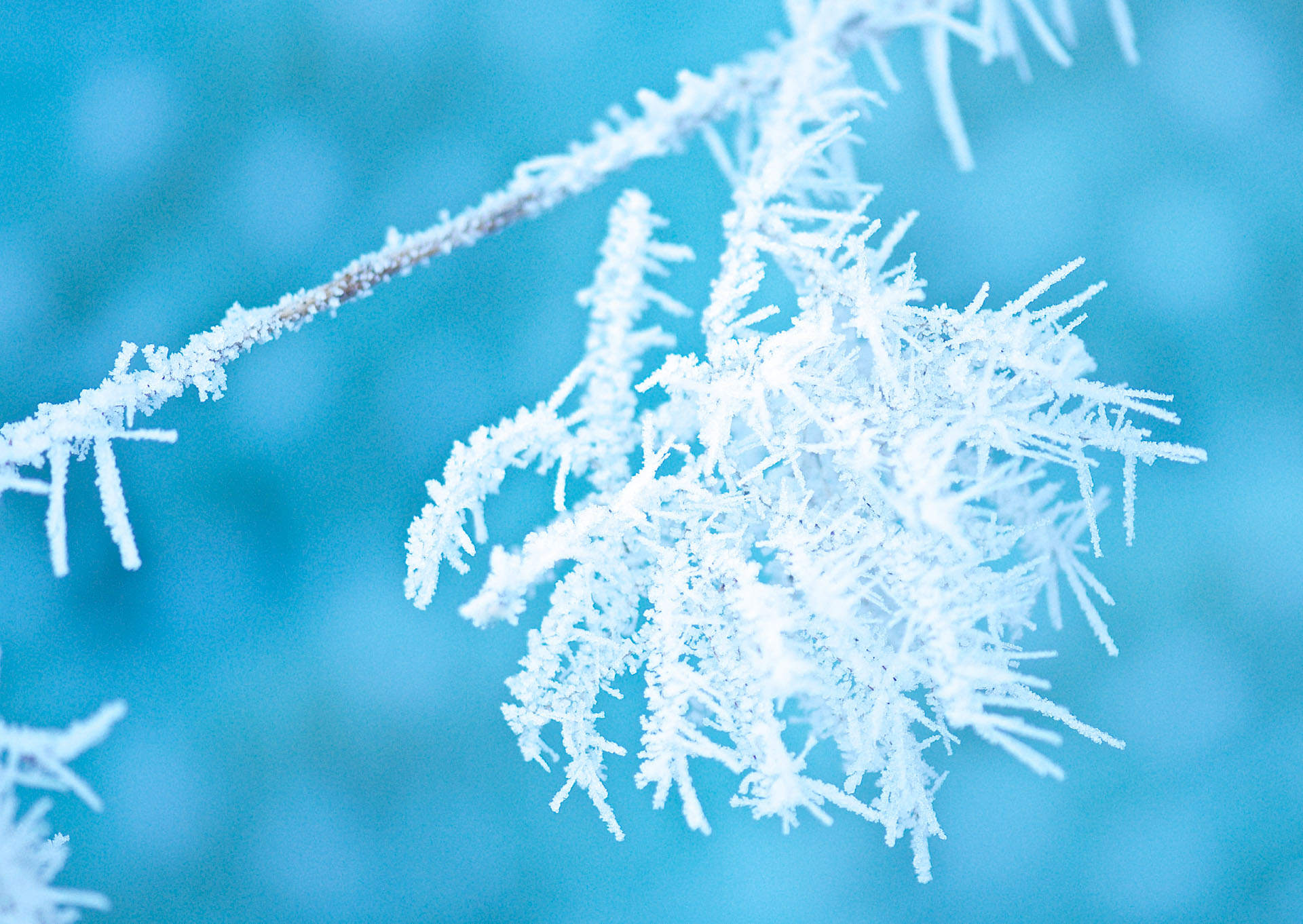 Nr. 255  Eisfläumchen