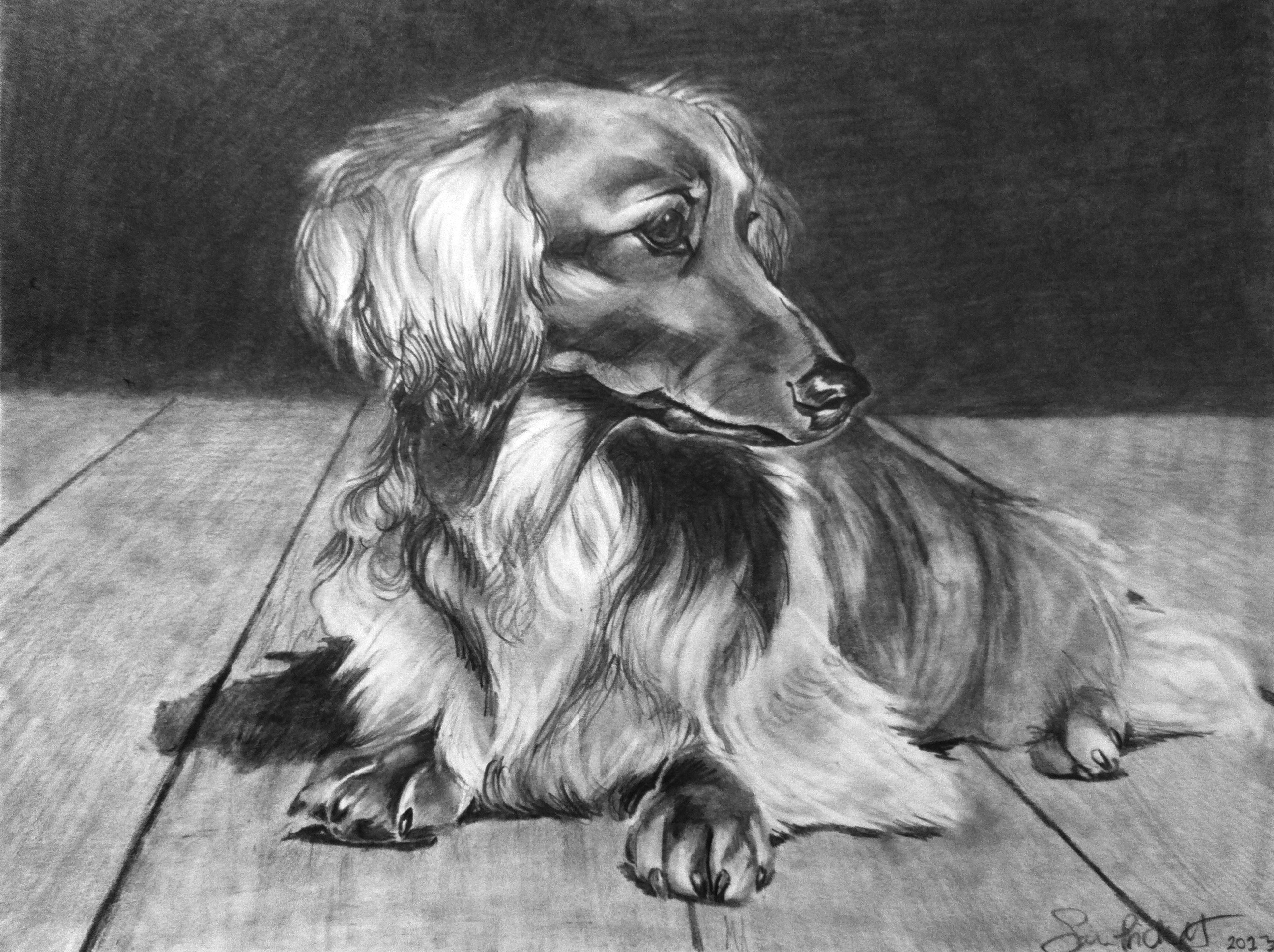 Lucy, 9.5 x 11" (graphite)