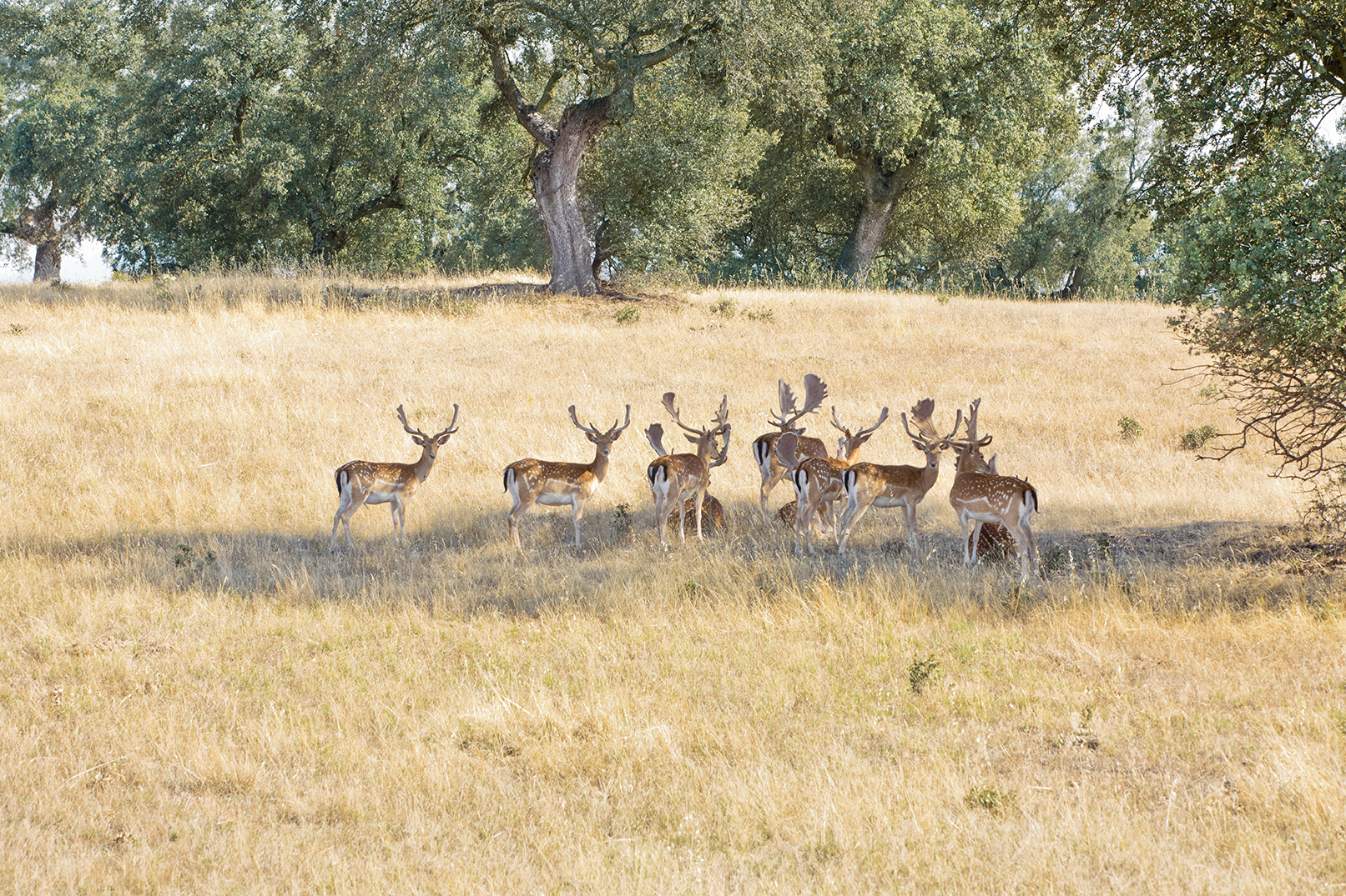 PHOTOGRAPHY RAF STUDIO FOR RELAIS & CHATEAUX SPAIN EDITION
