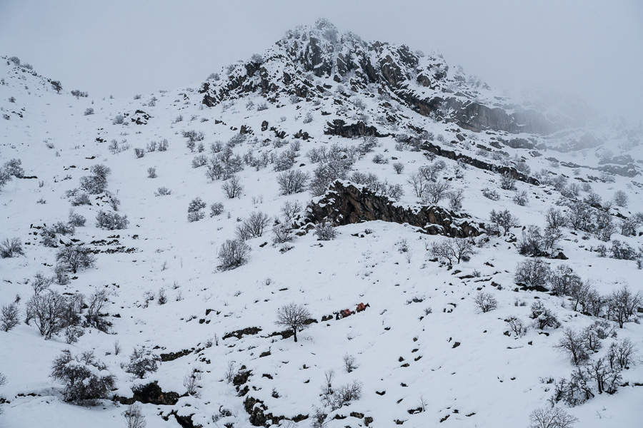 Tawela, Kurdistan, Irak, mars 2019. La travers&eacute;e de la montagne est p&eacute;rilleuse, d'abord on s'enfonce dans la boue de la pente raide puis la nuit tomb&eacute;e elle g&egrave;le et devient glissante. Il faut garder les b&ecirc;tes sur le chemin. En chemin, on risque de tomber sur les gardes fronti&egrave;res iraniens, ou de marcher sur une mine si on s'&eacute;carte du sentier.