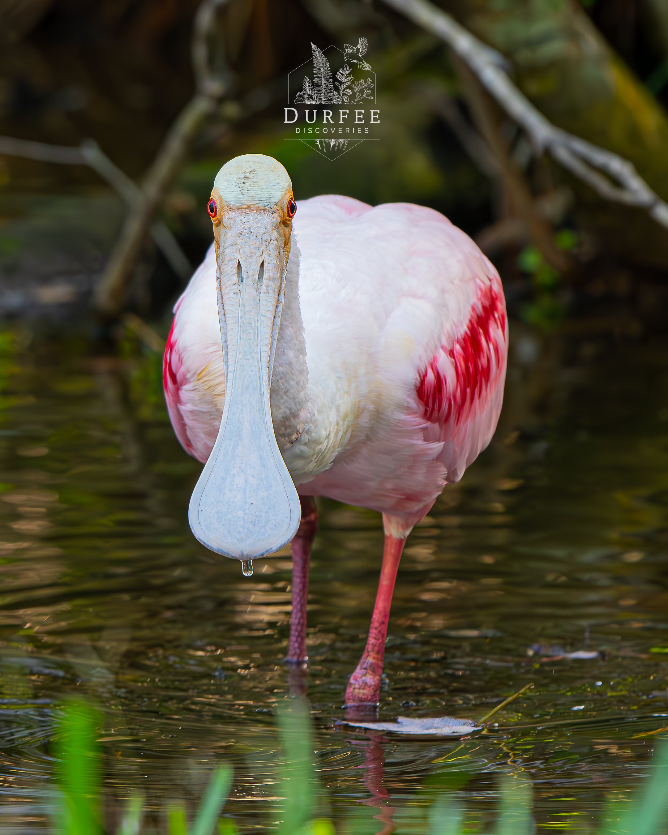Roseate Spoonbill - Palm Harbor, FL