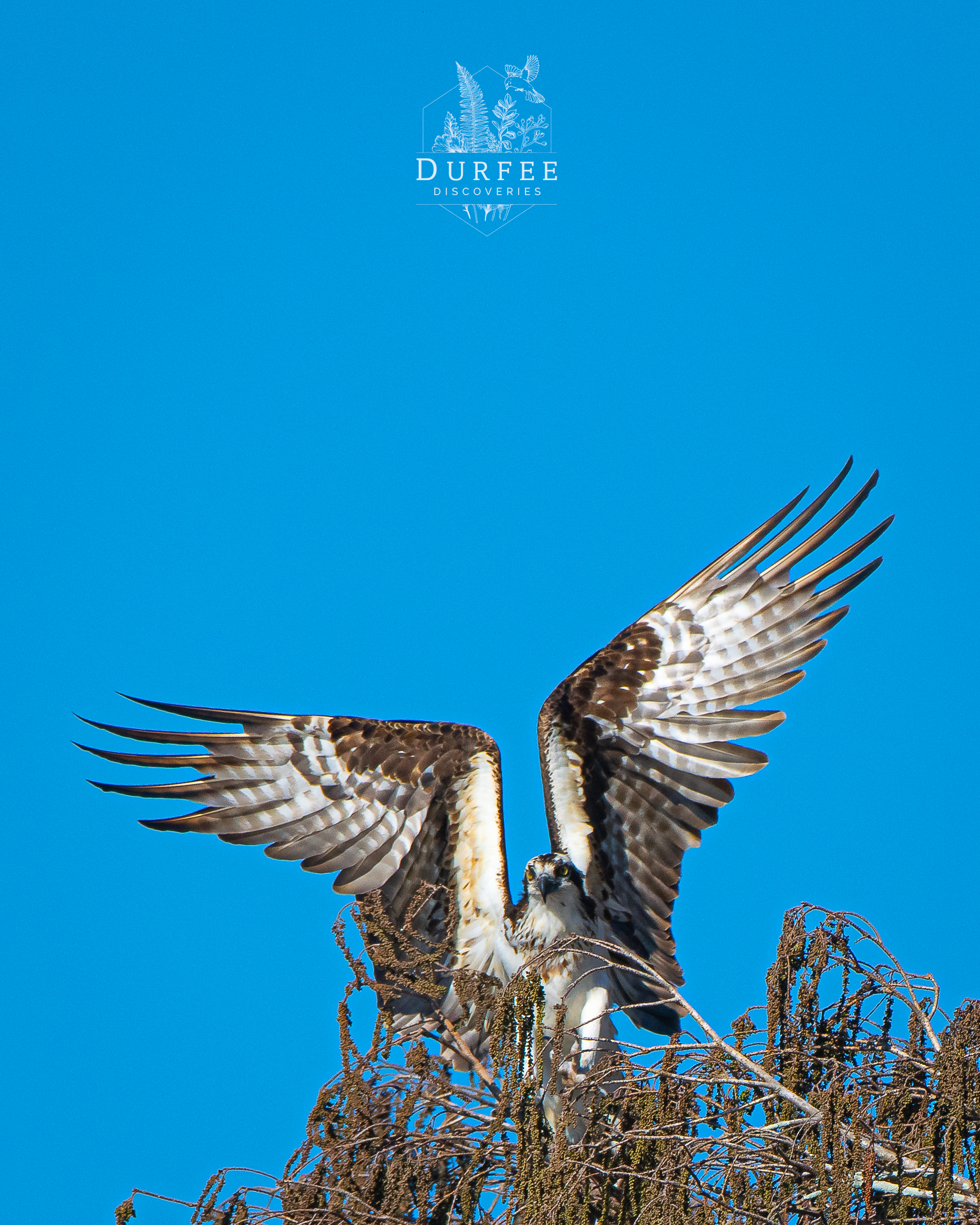 Osprey - Palm Harbor, FL