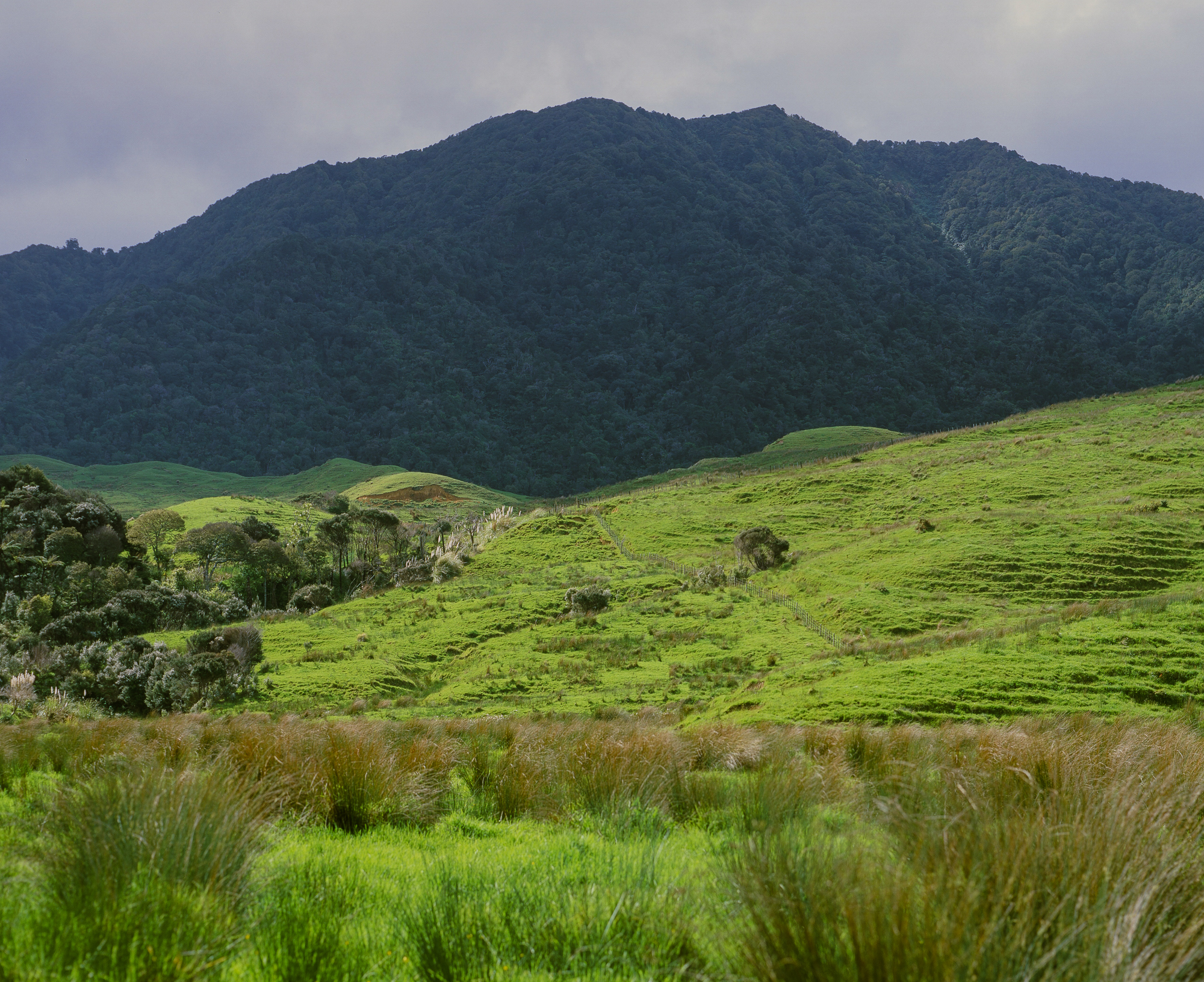 Farmland and foothills of Warawara ngahere, south of Panguru.Photograph by H. H.